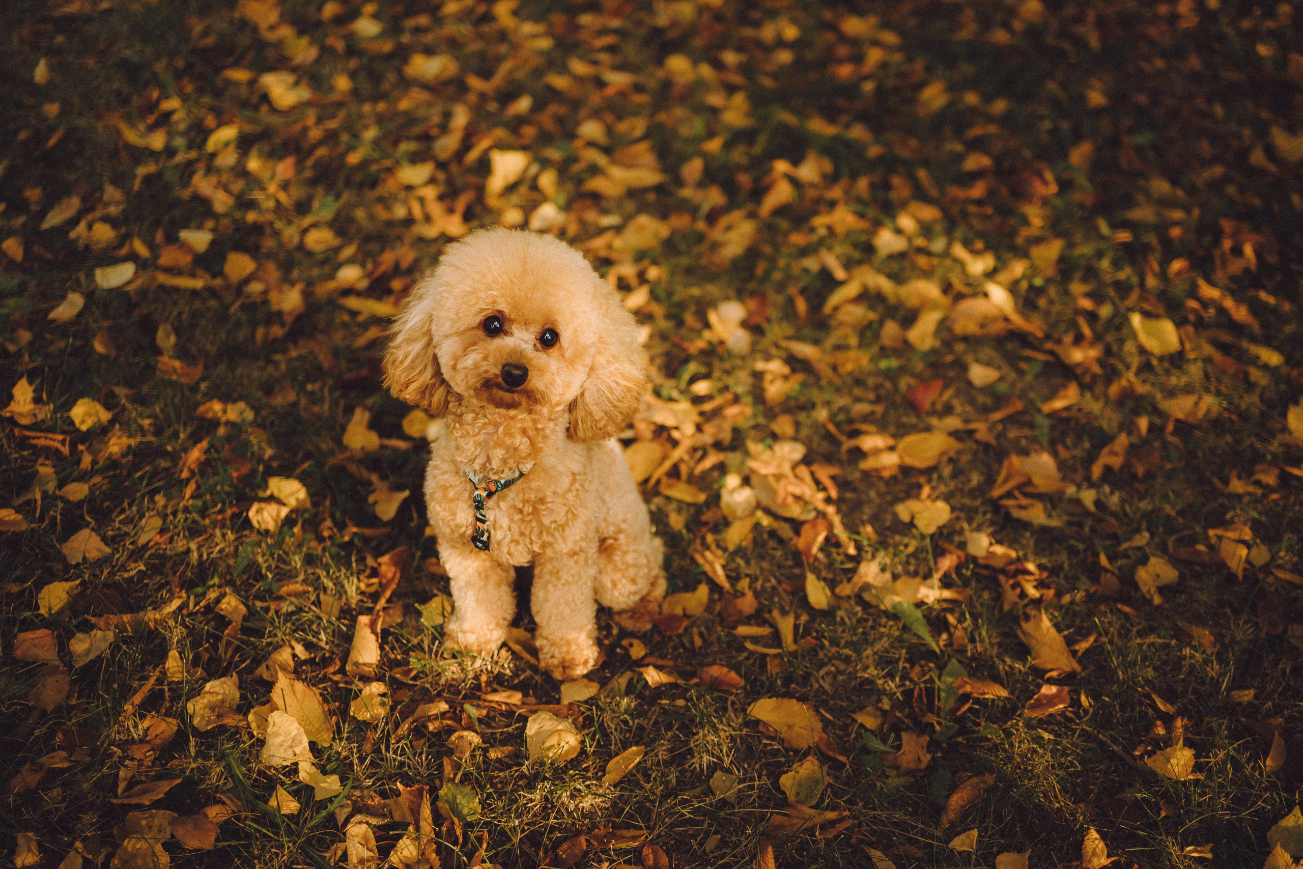 Даша и Джули