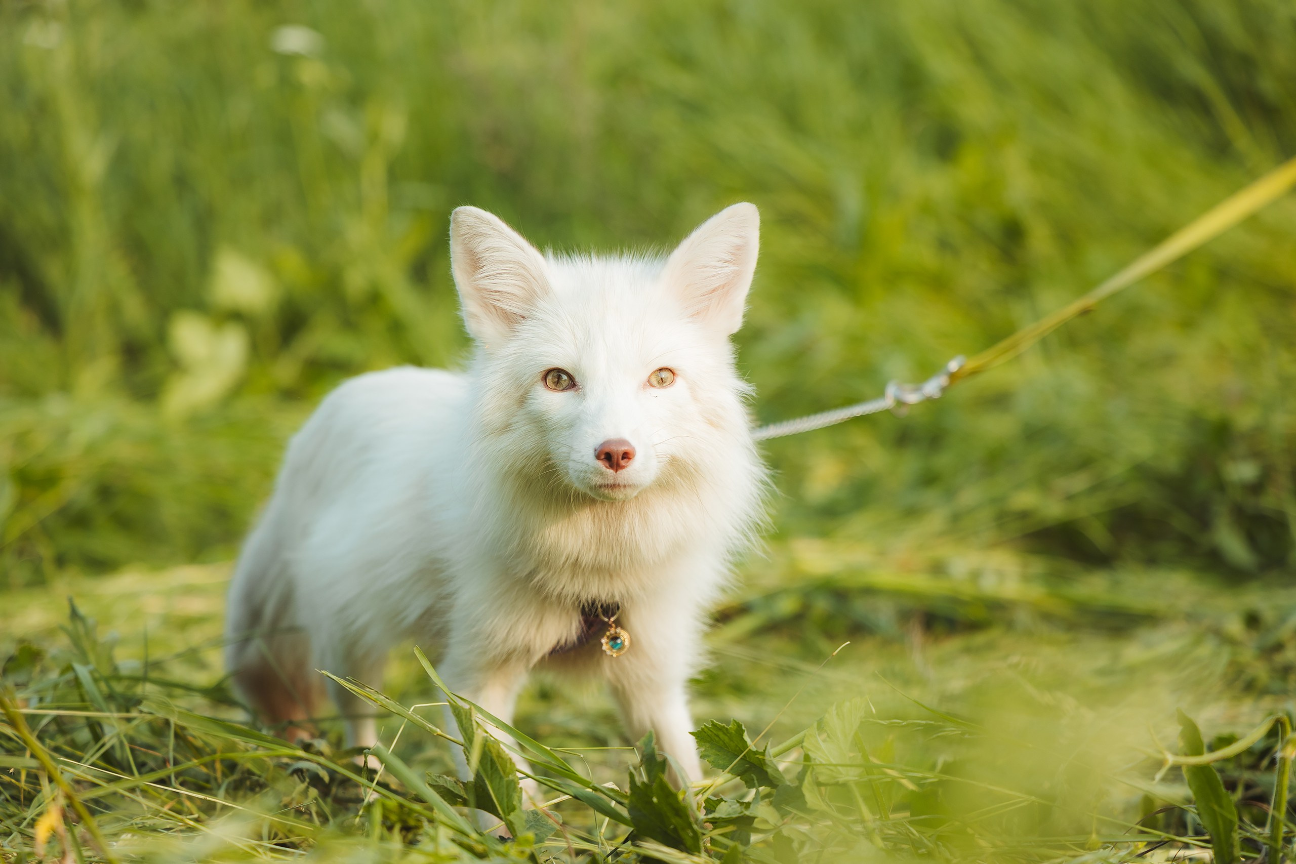 VI открытые волонтёрские соревнования среди поисковых кинологических расчётов. Фотограф Ирина Астор