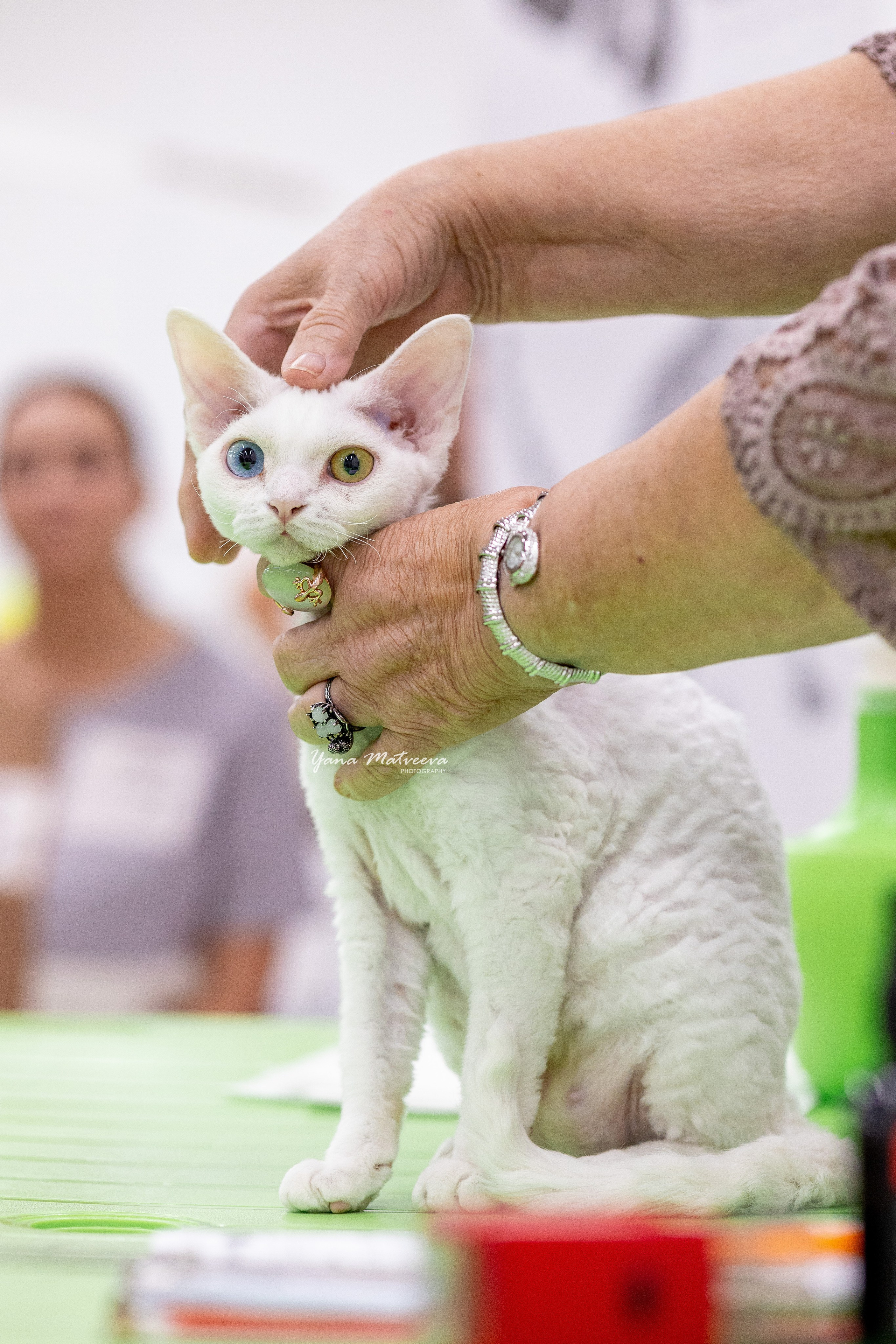 Кошки. Фотограф Яна Матвеева в Ижевске