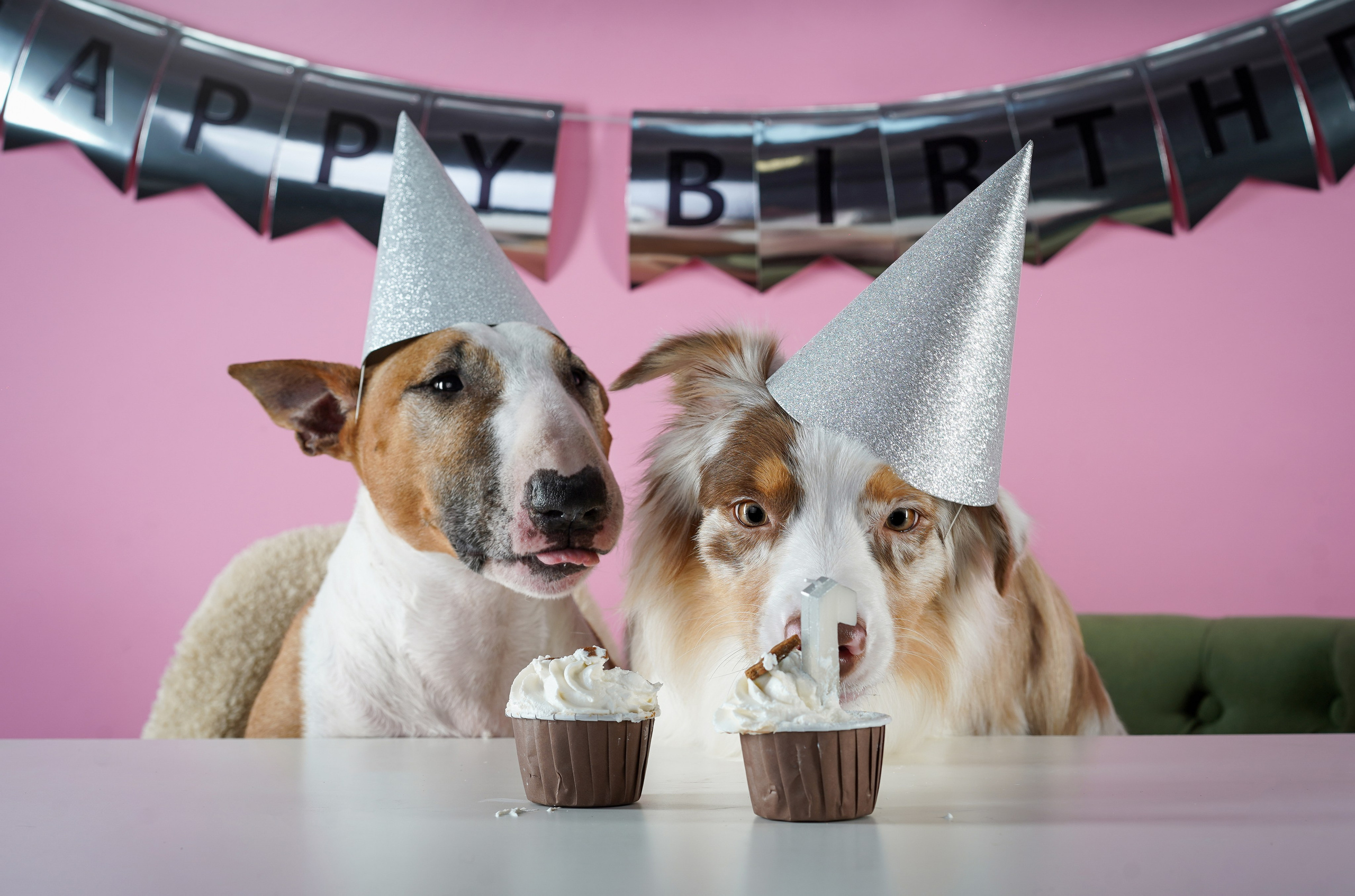 День Рождения Панды. Фотограф-анималист в Санкт-Петербурге Яна Мартынова