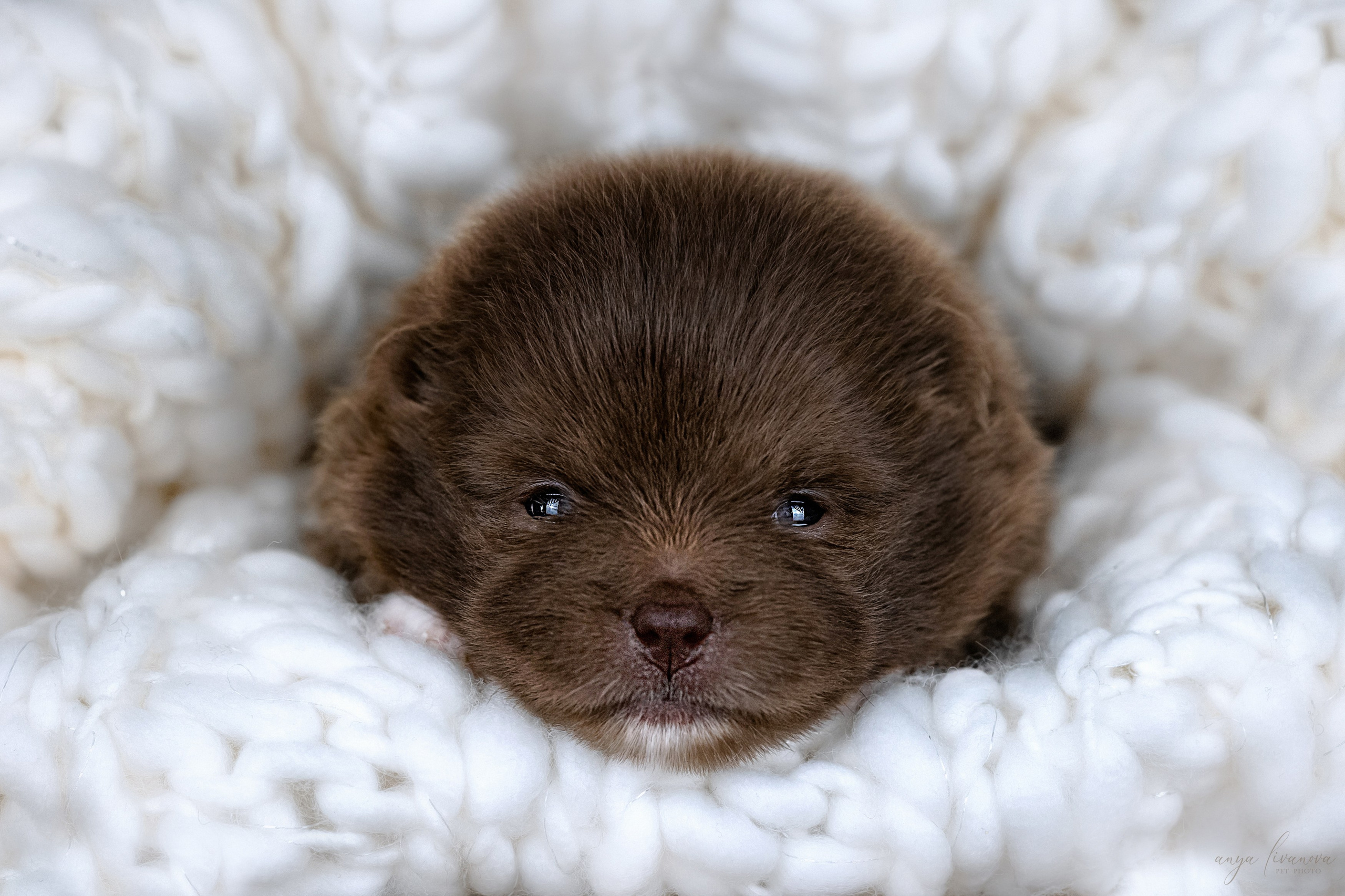 Шпицулики. Фотограф анималист Аня Ливанова | Рыбинск