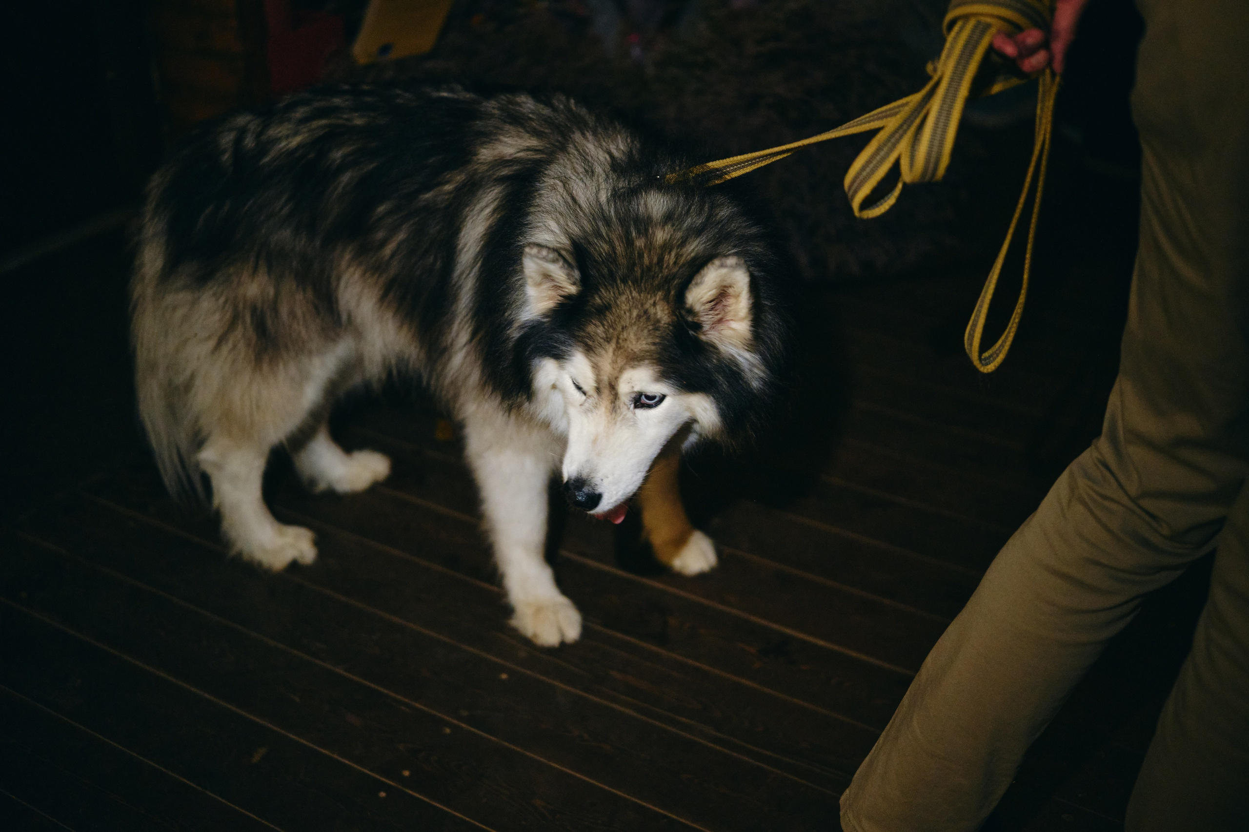 Сказочная свадьба Насти и Максима. Главная