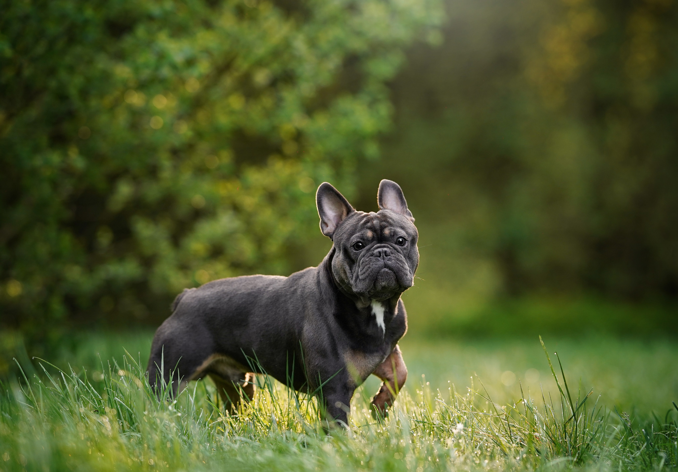 Юлия Петя и Моника. Фотограф-анималист в Санкт-Петербурге Яна Мартынова