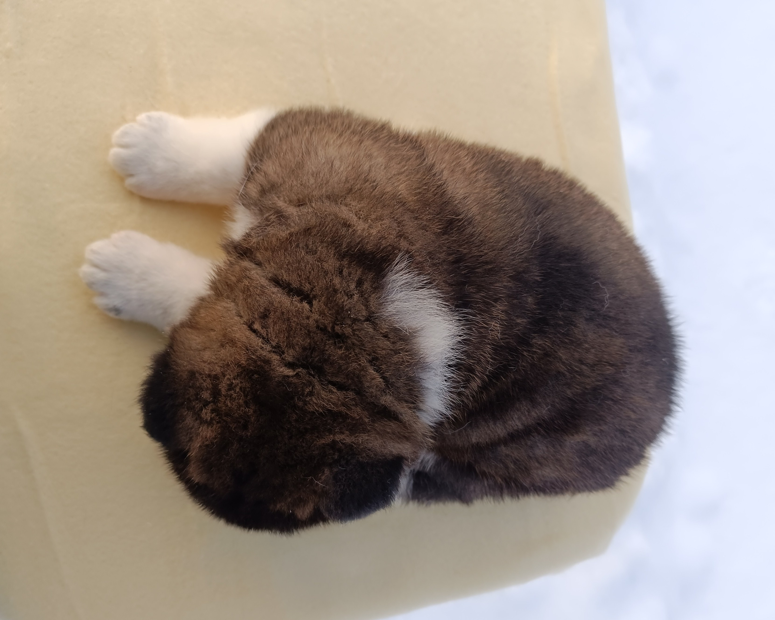 Американская акита  щенки питомник Санкт-Петербург клубные щенки Американская акита питомник RUBYLIGHT Рубилайт купить щенка американской акиты