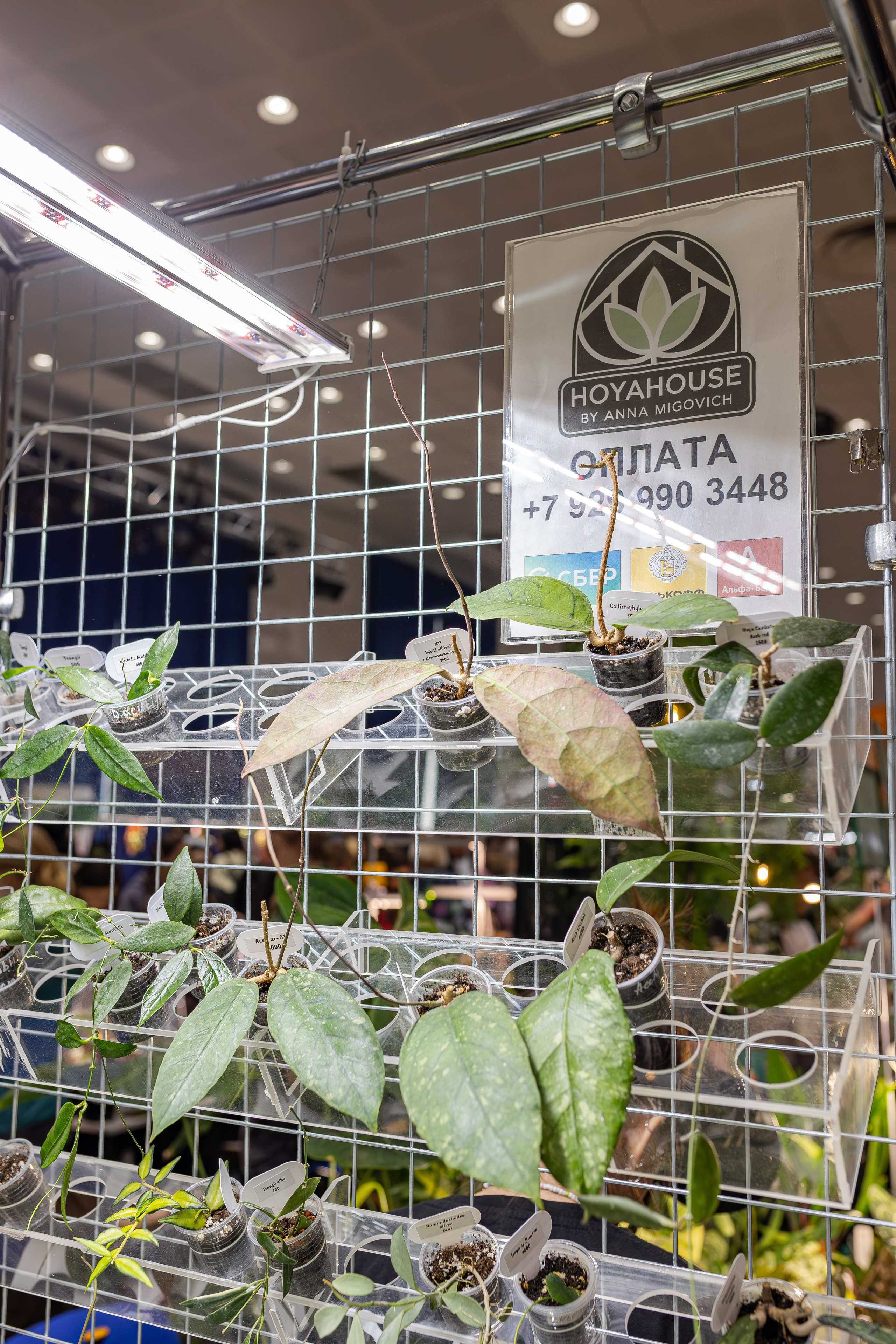 Монстериум апрель 2026. Александра Куликова фотограф, Москва