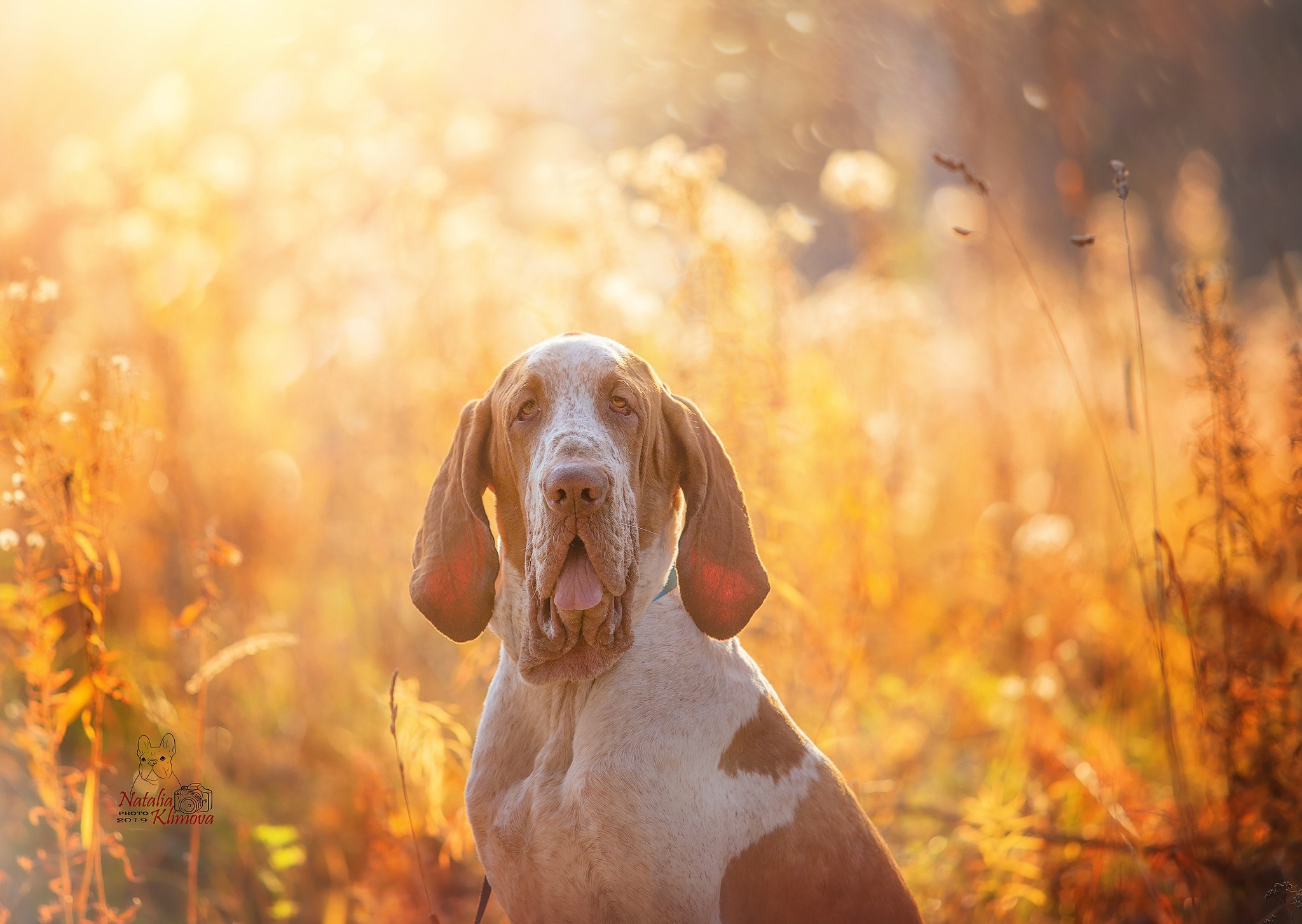 Разные породы
