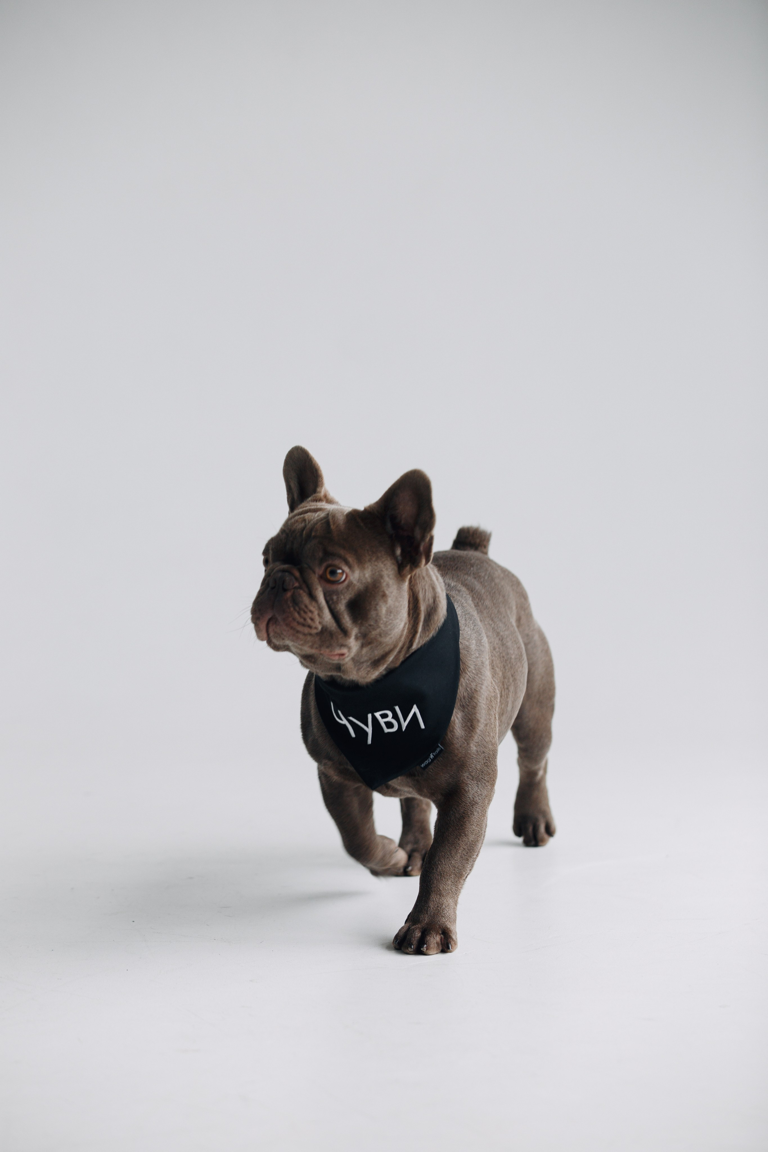 Wag'n'tails аксессуары для животных. Фотограф анималист Кристина Карпова, Москва