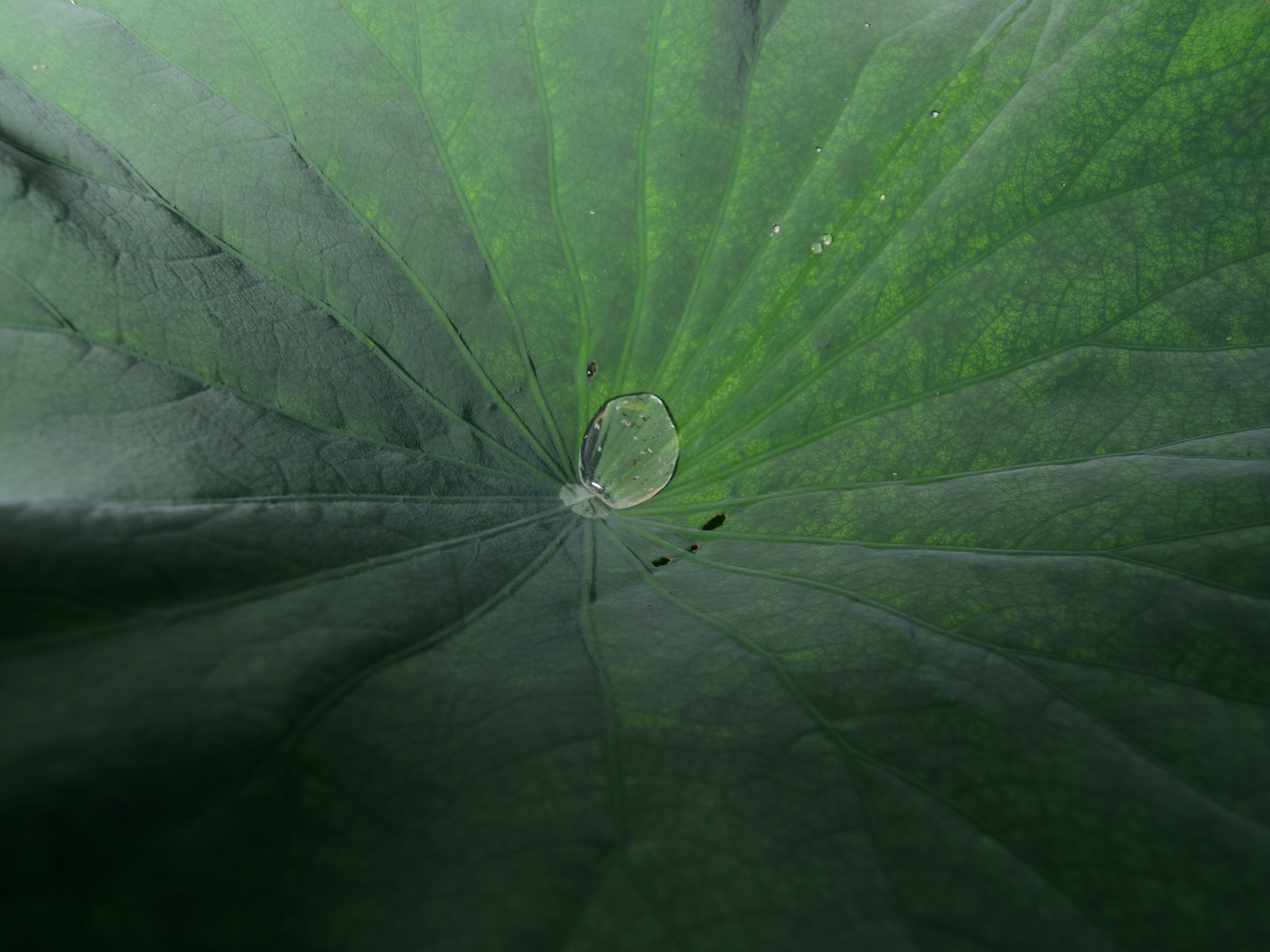 Лотосы. Колентеева Наталья/фотограф