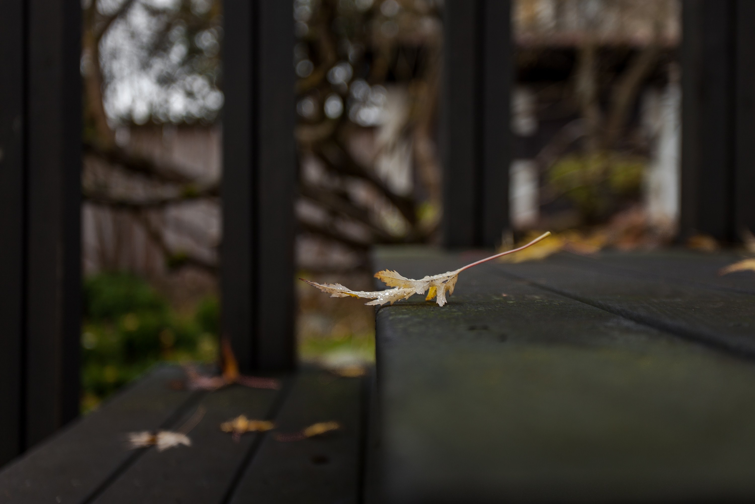 Личный сад Елены Асташкиной (осень). Фотограф Виталий Туманов. Туманов Виталий — фотограф Москва