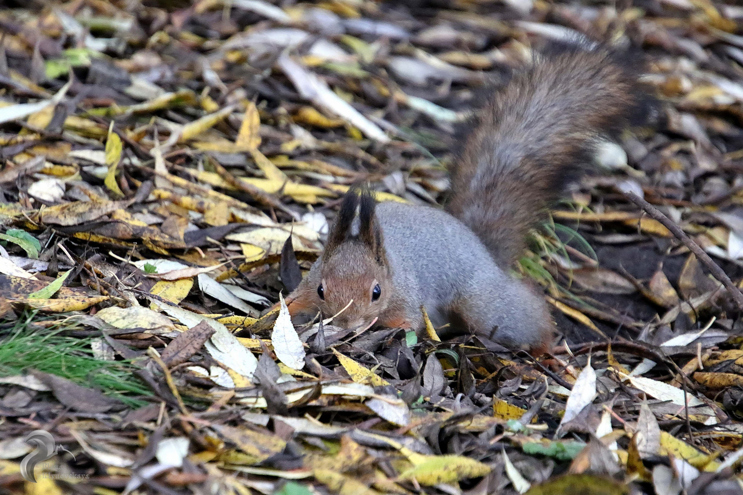 Природа. Театральная и концертная съемка