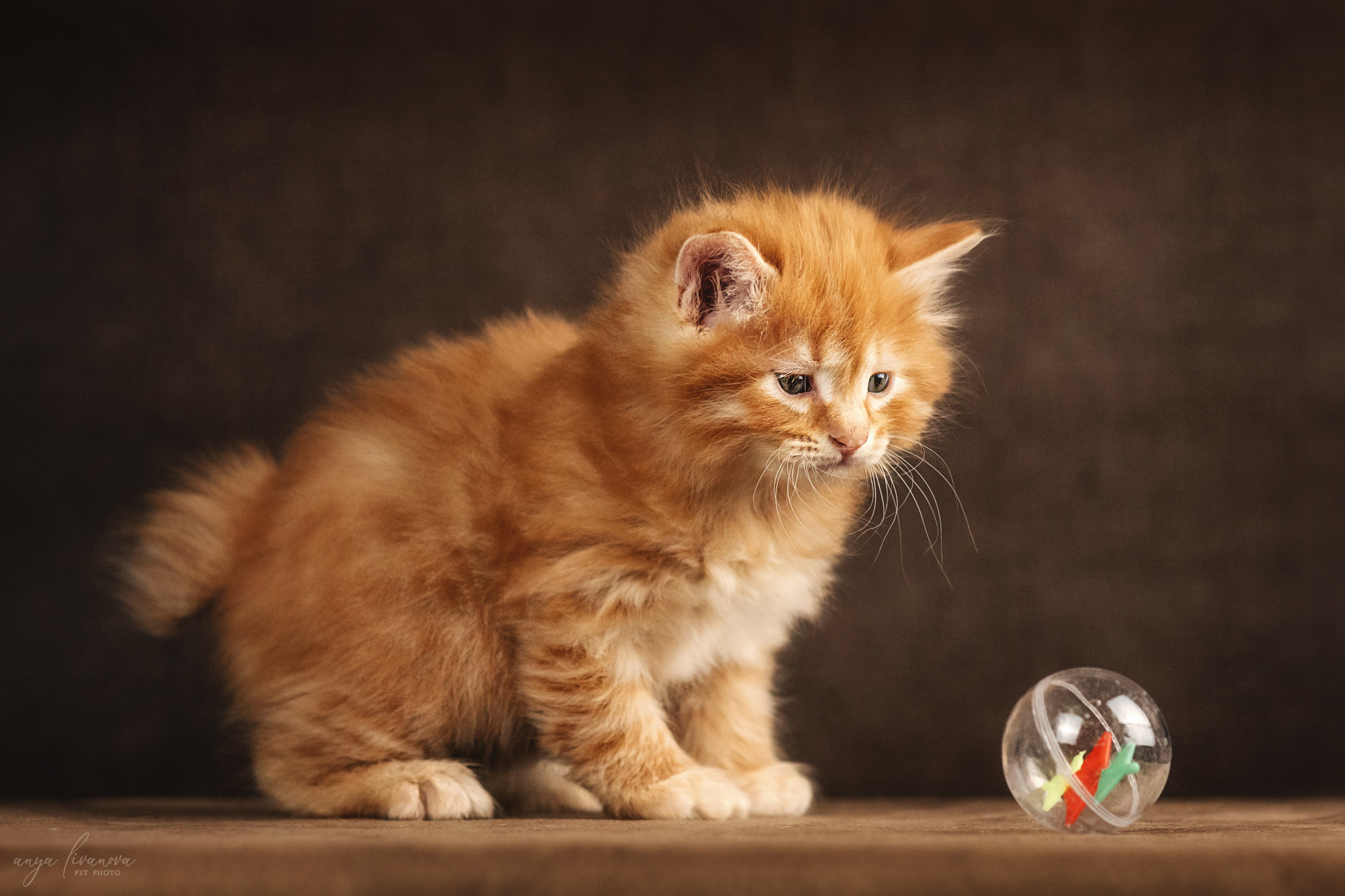 Курильские бобтейлы. Фотограф анималист Аня Ливанова | Рыбинск