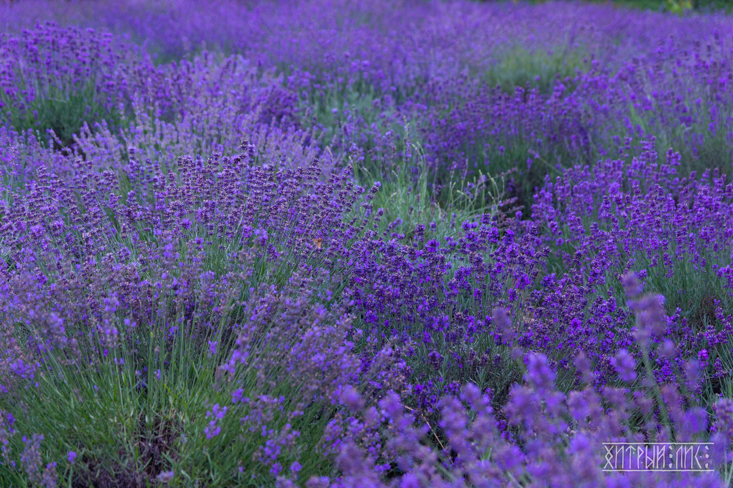 Беларусь. Фотограф-путешественник Самойлов Максим «Sly Fox»