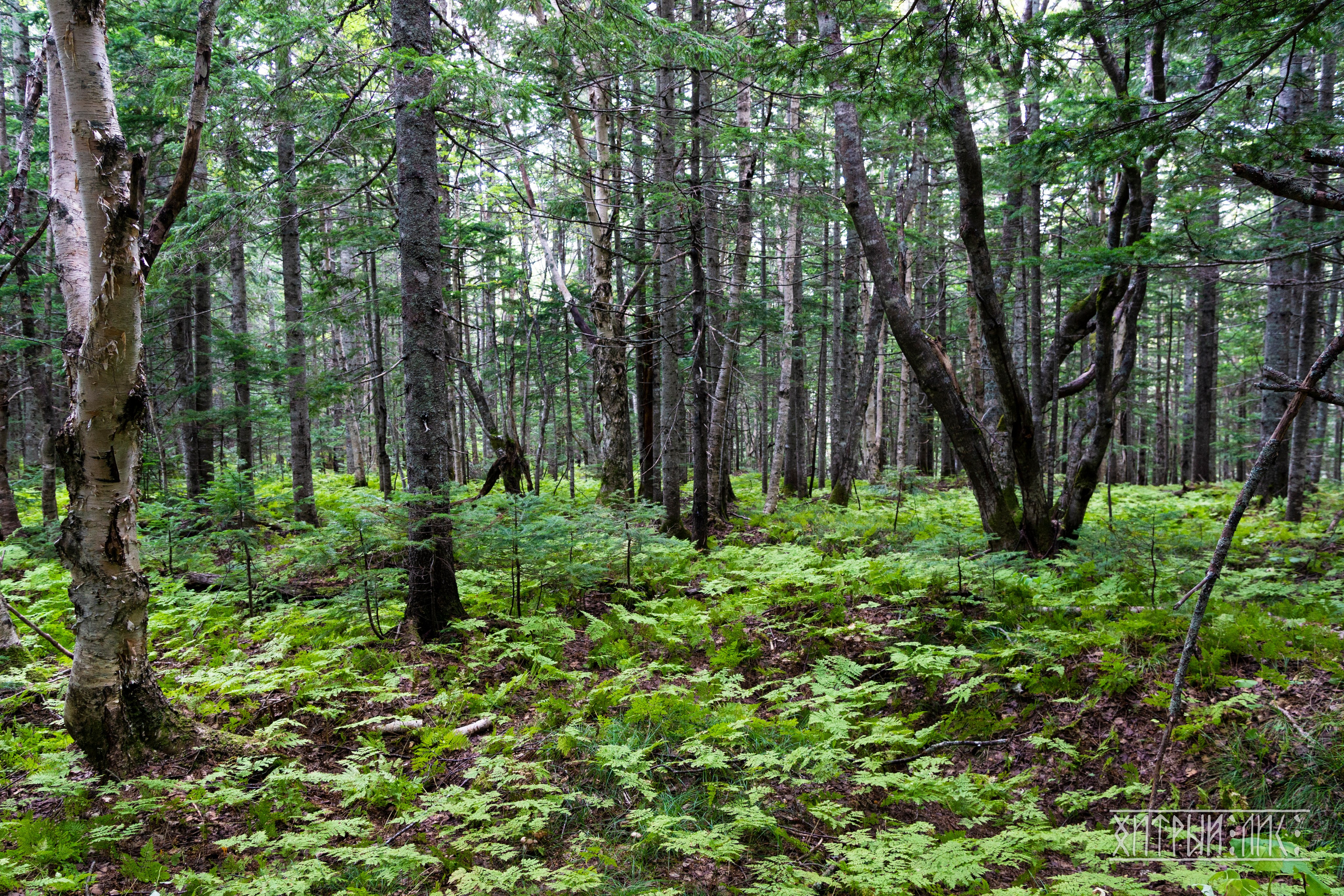 Сахалин. Фотограф-путешественник Самойлов Максим «Sly Fox»