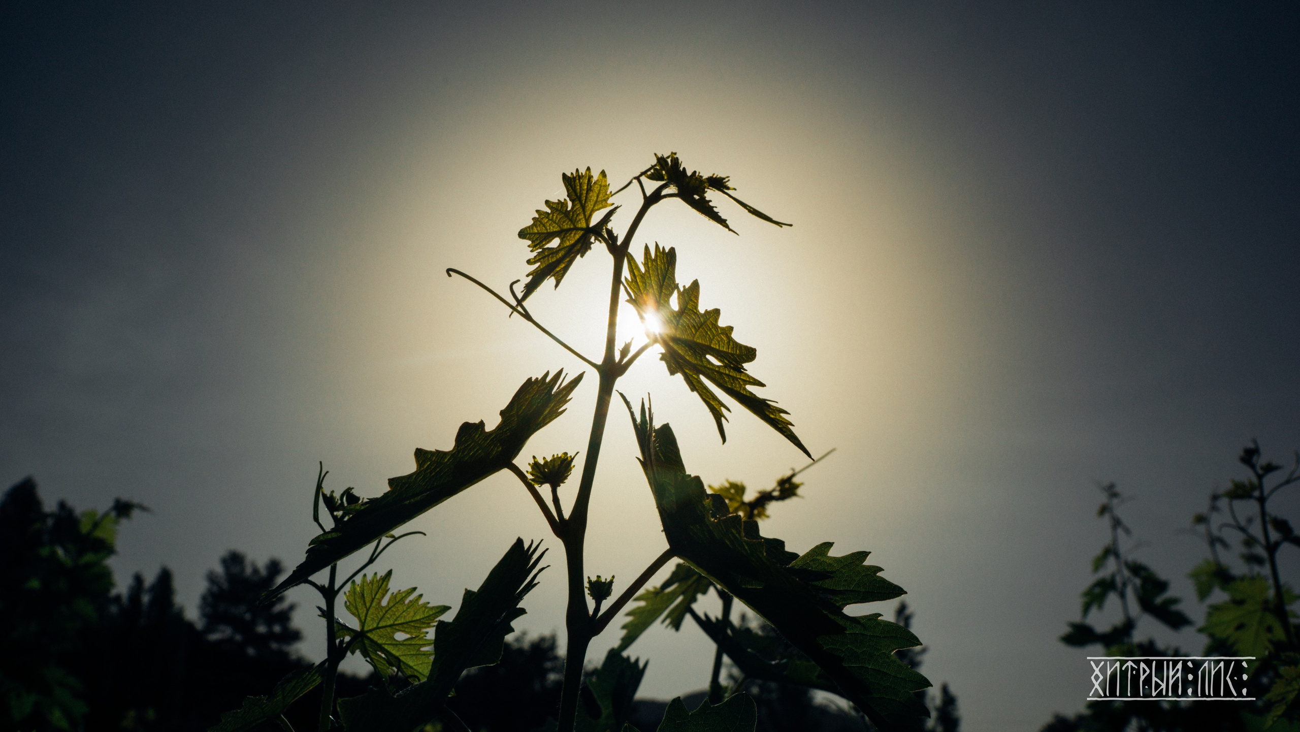 Кипр. Фотограф-путешественник Самойлов Максим «Sly Fox»