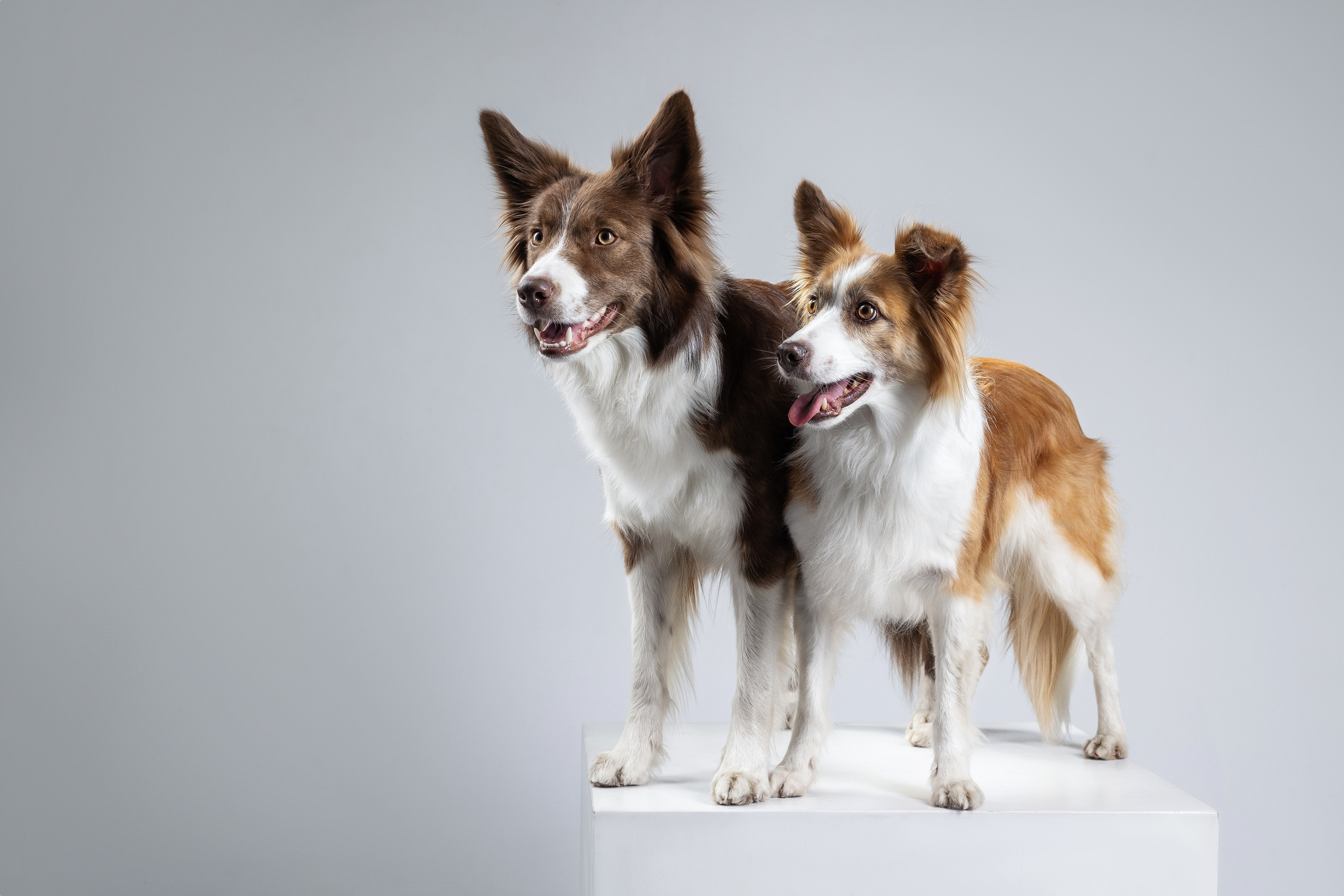 Беатрисс и бордер Вивьен в студии. Фотограф анималист в Москве Майорова Евгения