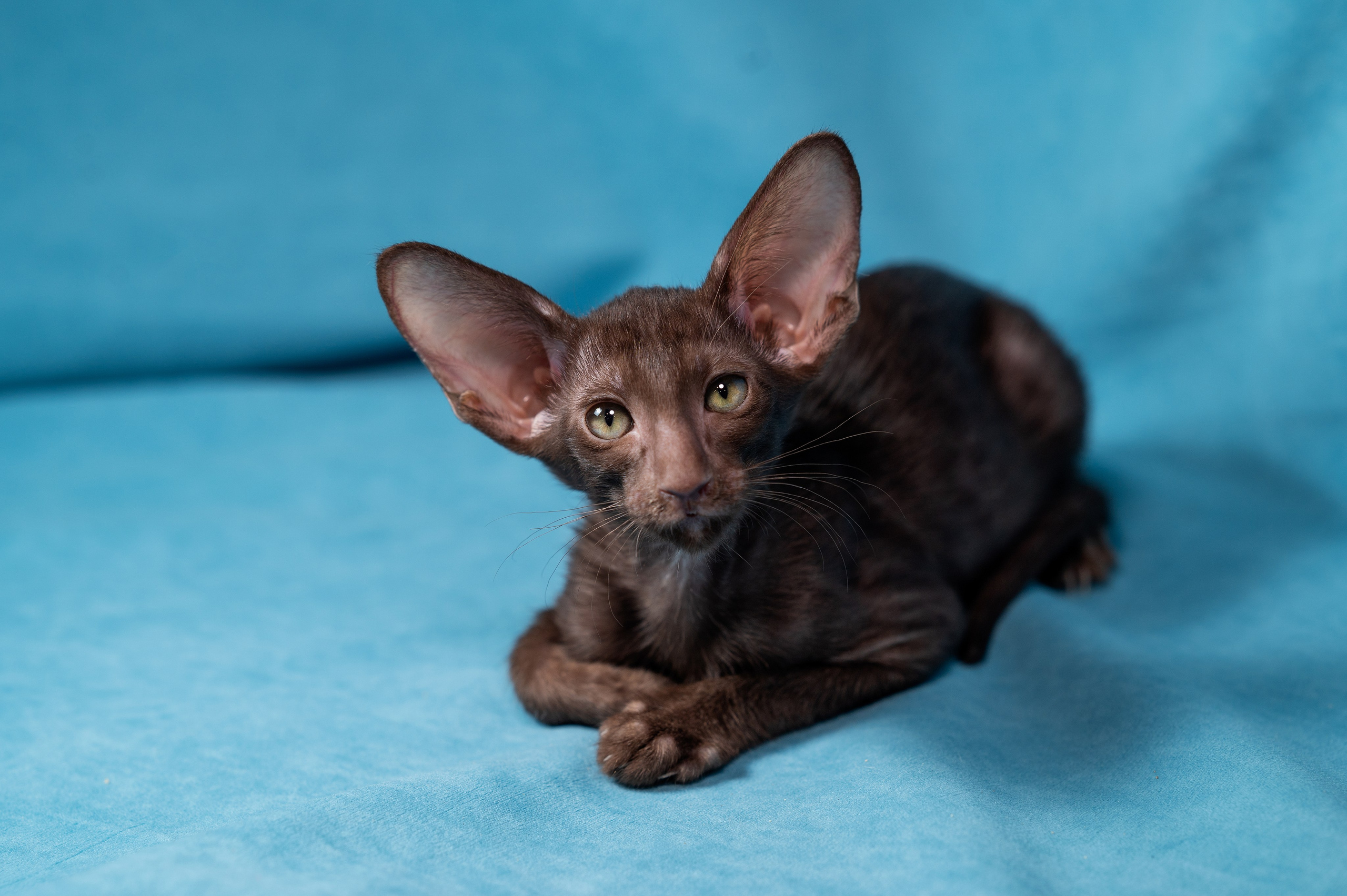 Заводчик Юлия Панова. Творческий фотограф Вологда