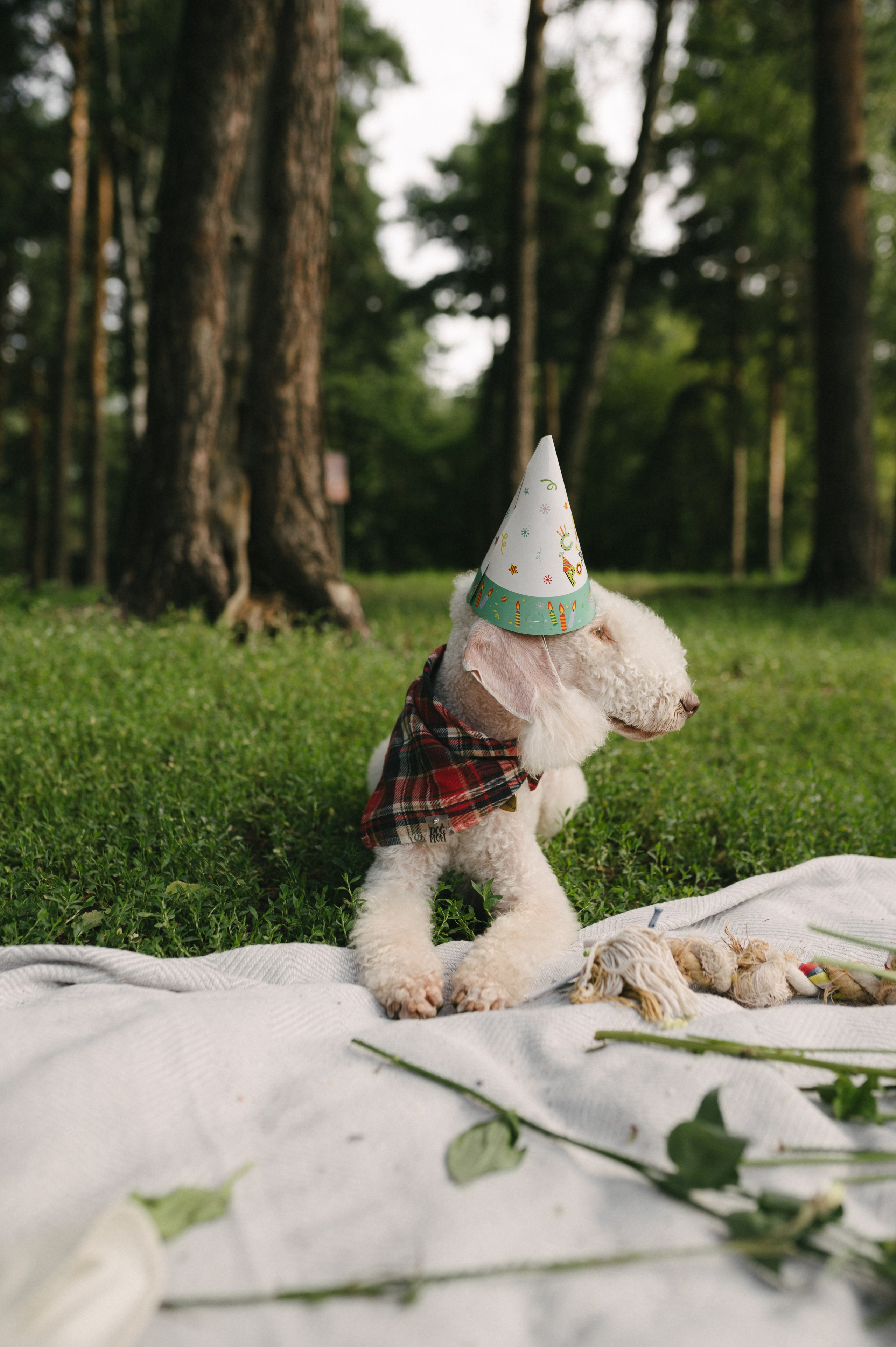 Лиза и Каспер. Фотограф анималист в Москве Ольга Агушева