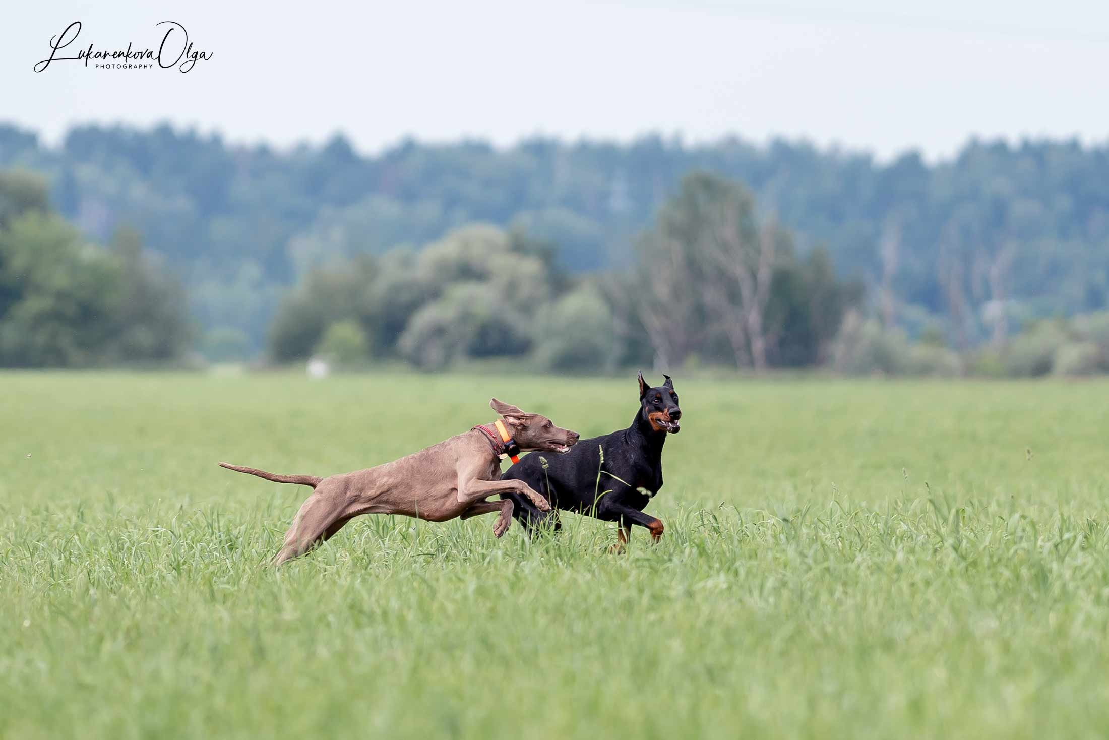 Фанта и Асти. Фотограф анималист Ольга Луканенкова в Москве