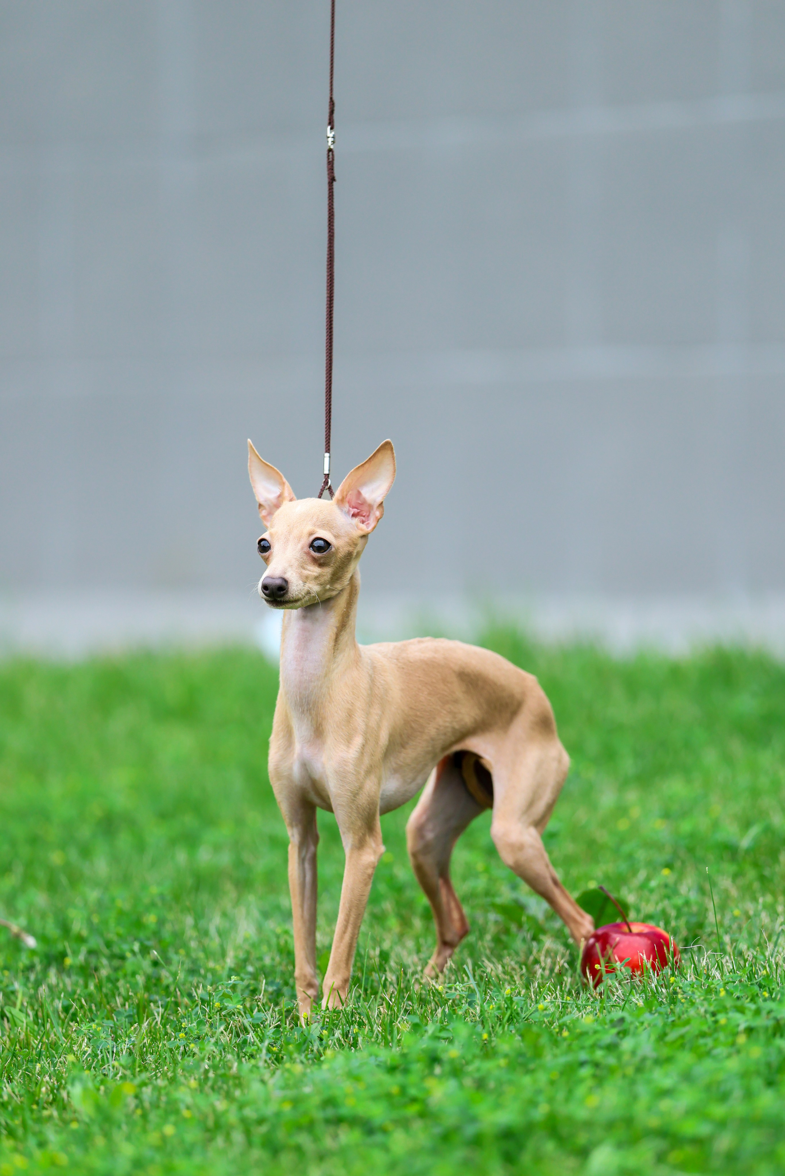 Кремовая Лекси. Professional Italian Greyhound Kennel RKF/FCI ASTI SAPPHIRE 💎 Sochi|St. Petersburg