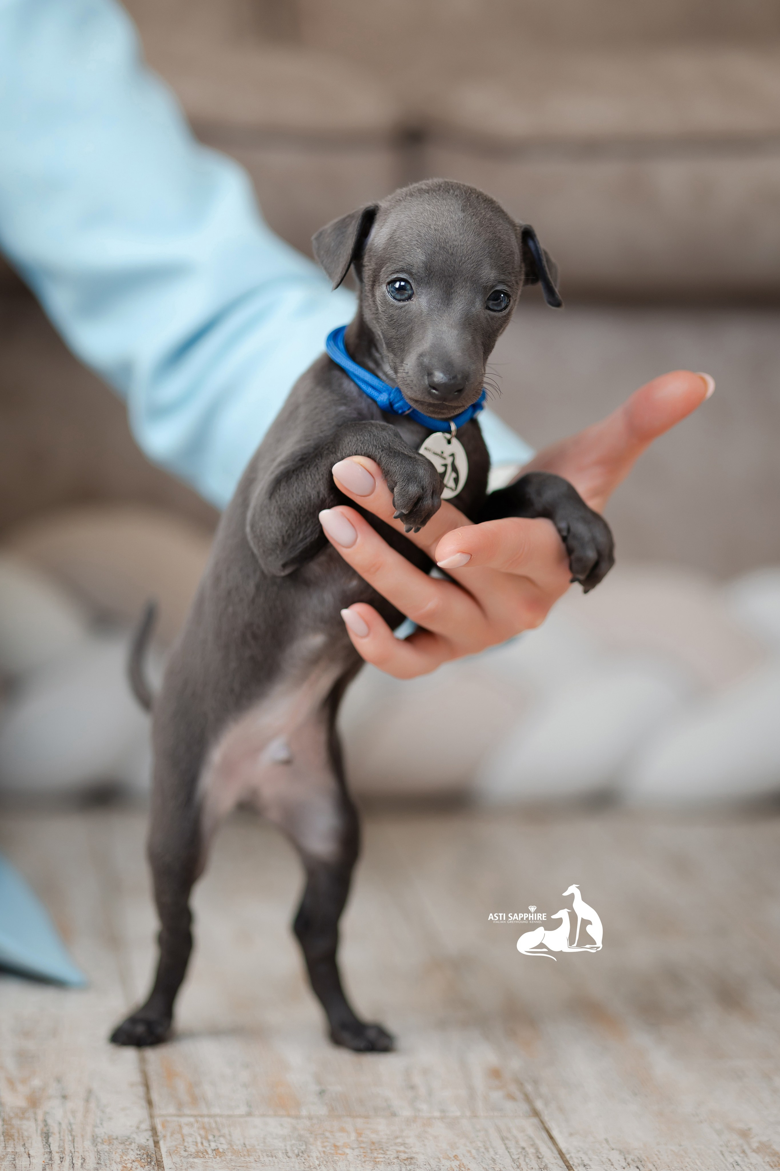 Весенние крошки. Professional Italian Greyhound Kennel RKF/FCI ASTI SAPPHIRE 💎 Sochi|St. Petersburg