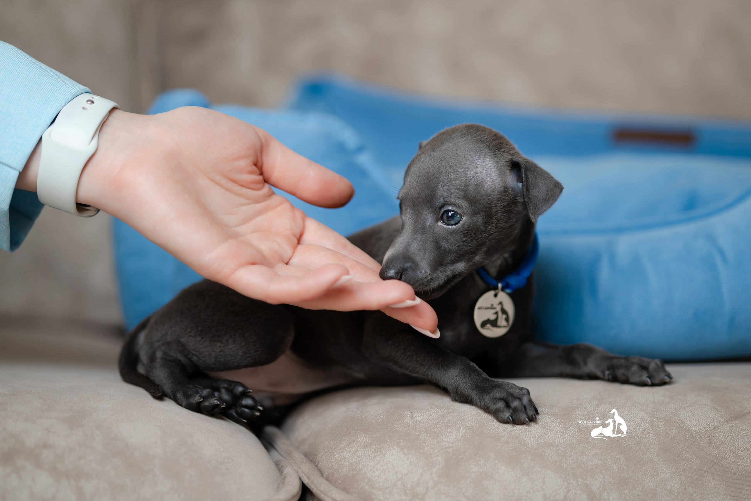 Весенние крошки. Professional Italian Greyhound Kennel RKF/FCI ASTI SAPPHIRE 💎 Sochi|St. Petersburg