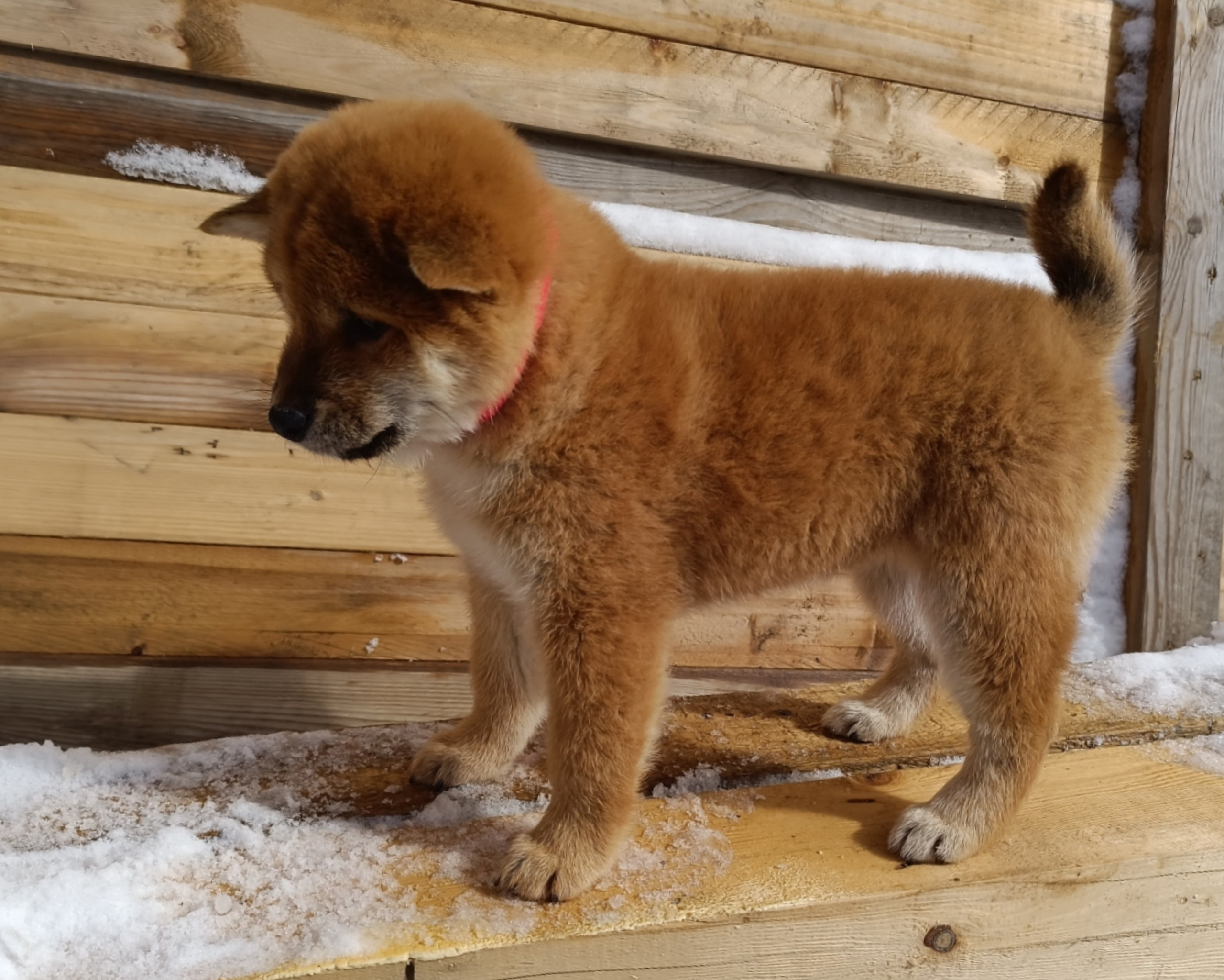 Сиба Rubylight Ellis питомник Рубилайт 