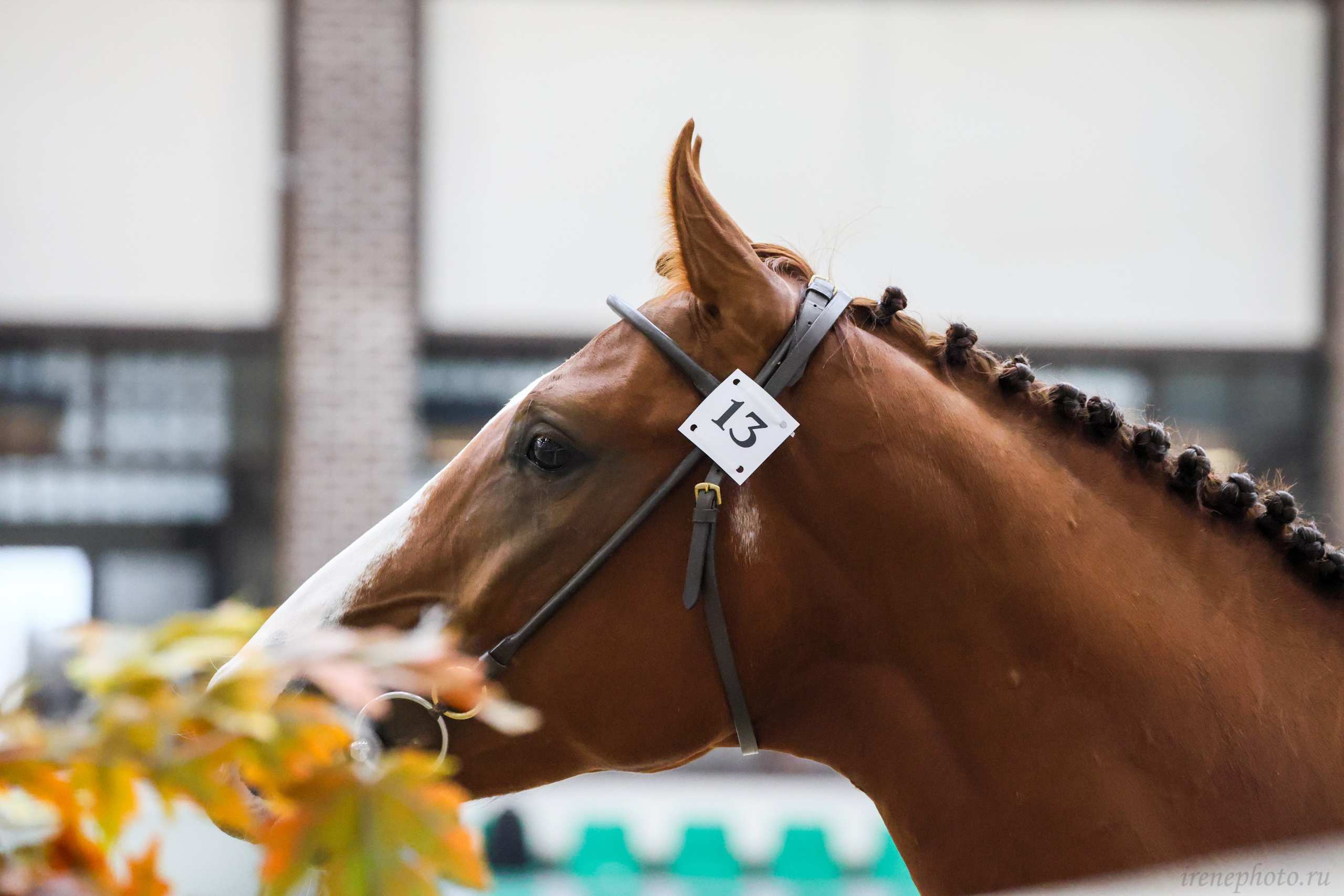 Конная Россия 2024. Irenephoto.ru