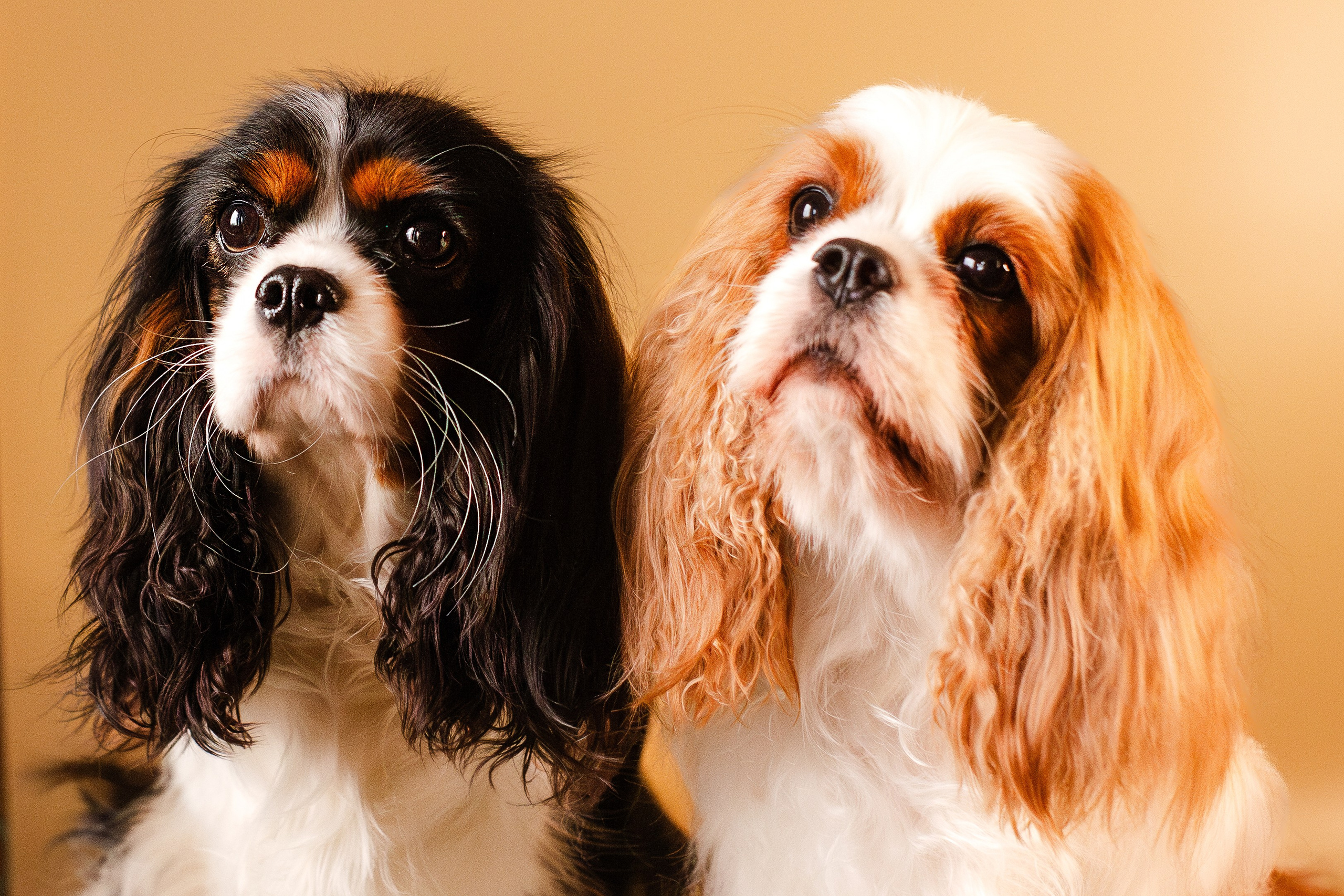 Жанна и кавалеры. Фотограф-анималист Мария Баркевич | Москва