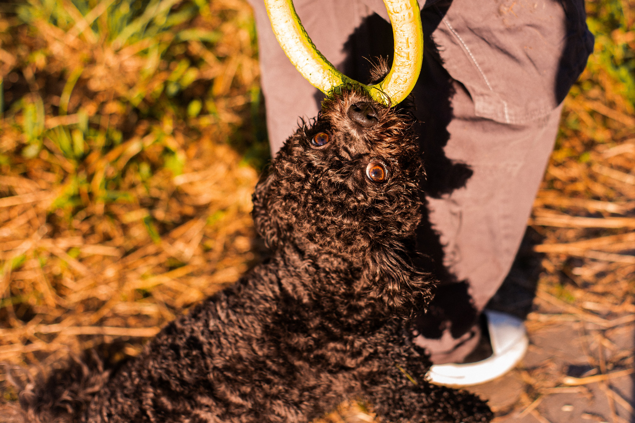 Анна и Бруно. Фотограф-анималист Мария Баркевич | Москва