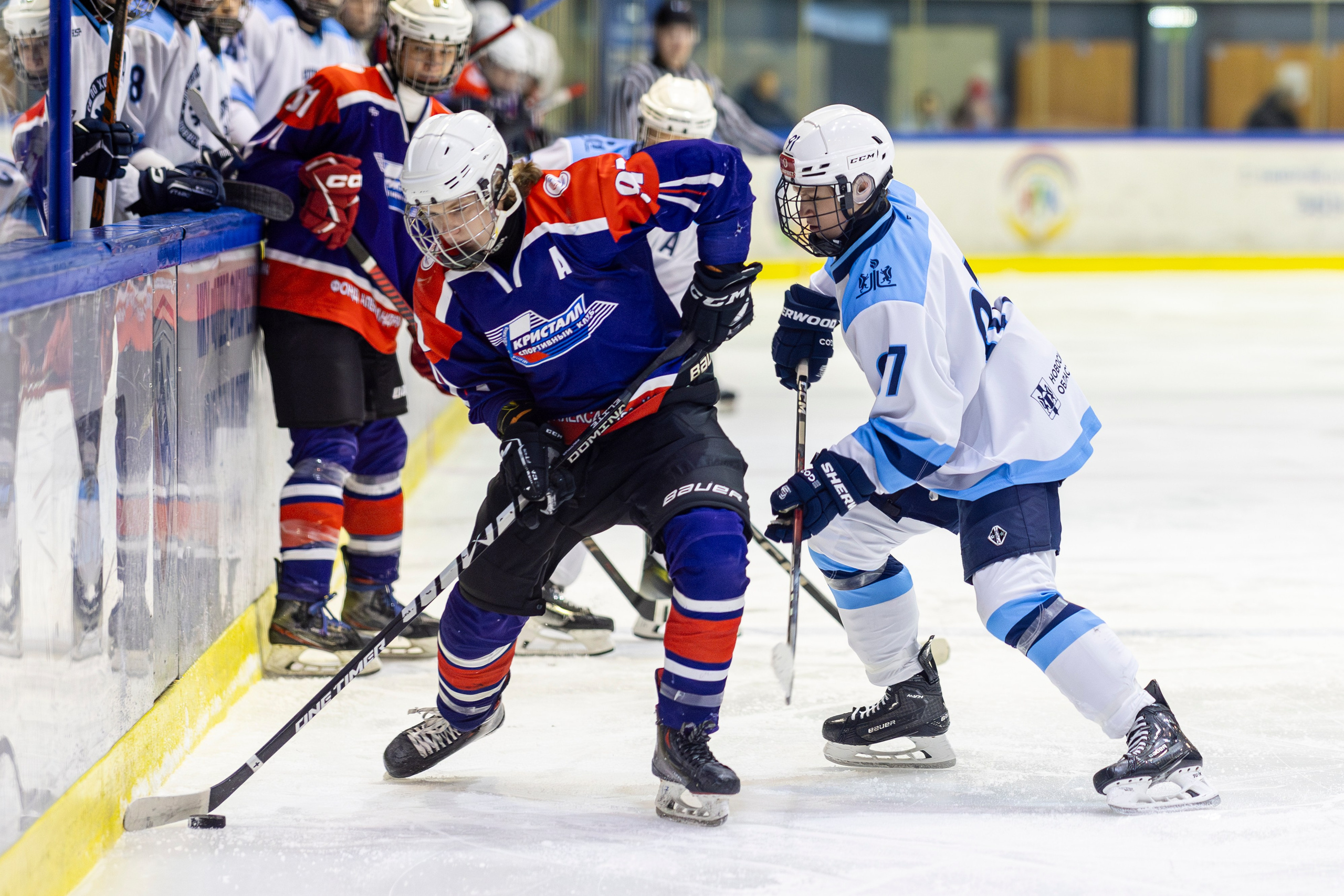 Сибирь (ЮХЛ). Bertran Ordo