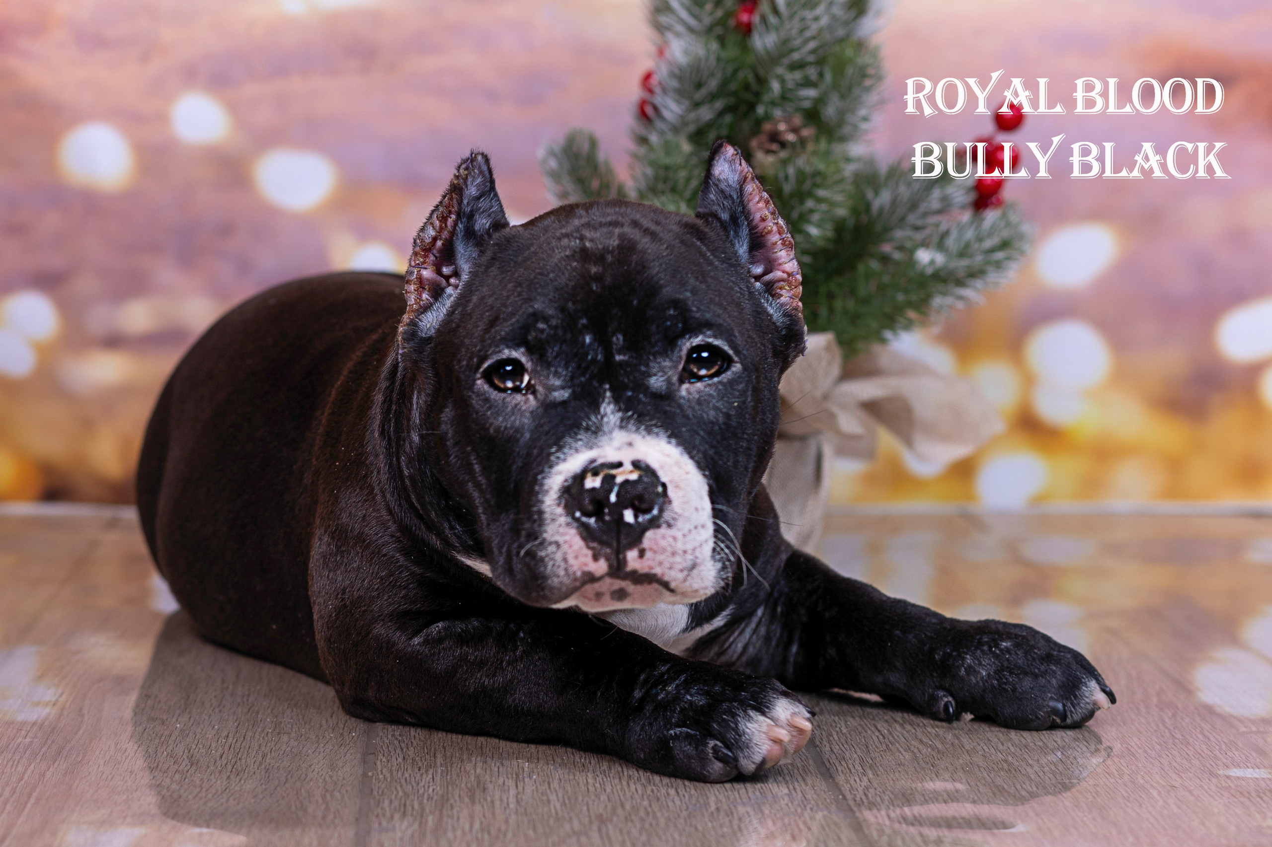 Американский булли!. Фотограф 📸 семейный, предметный, репортажный