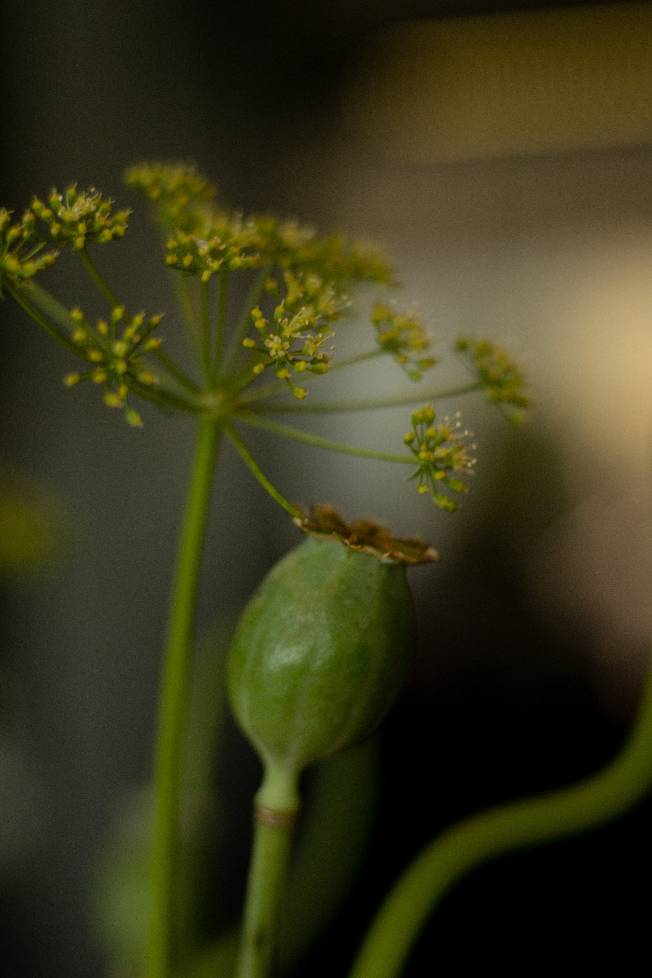 Алина & Николай. Оформление свадеб, декор свадеб Вера Маркова, Москва