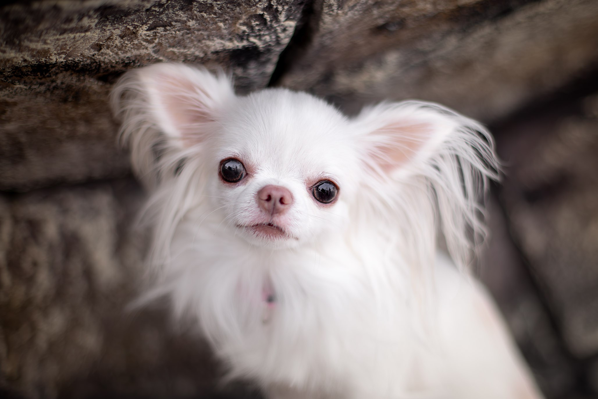 Джесси, Чихуахуа и ее подружка. Ирина Голомб|Фотограф-анималист в  Сочи и Калининграде