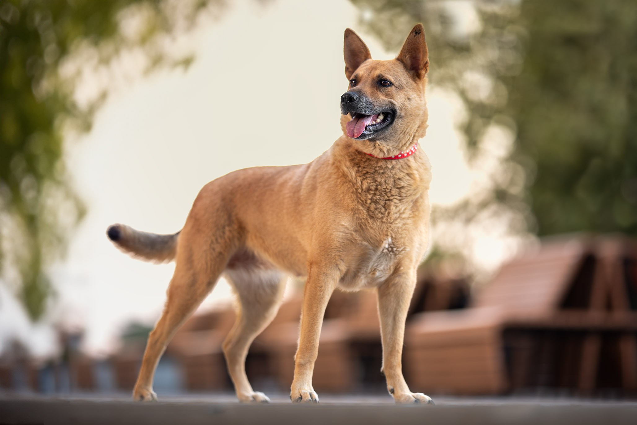 Кураторские питомцы с Пластунки. Ирина Голомб|Фотограф-анималист в  Сочи и Калининграде