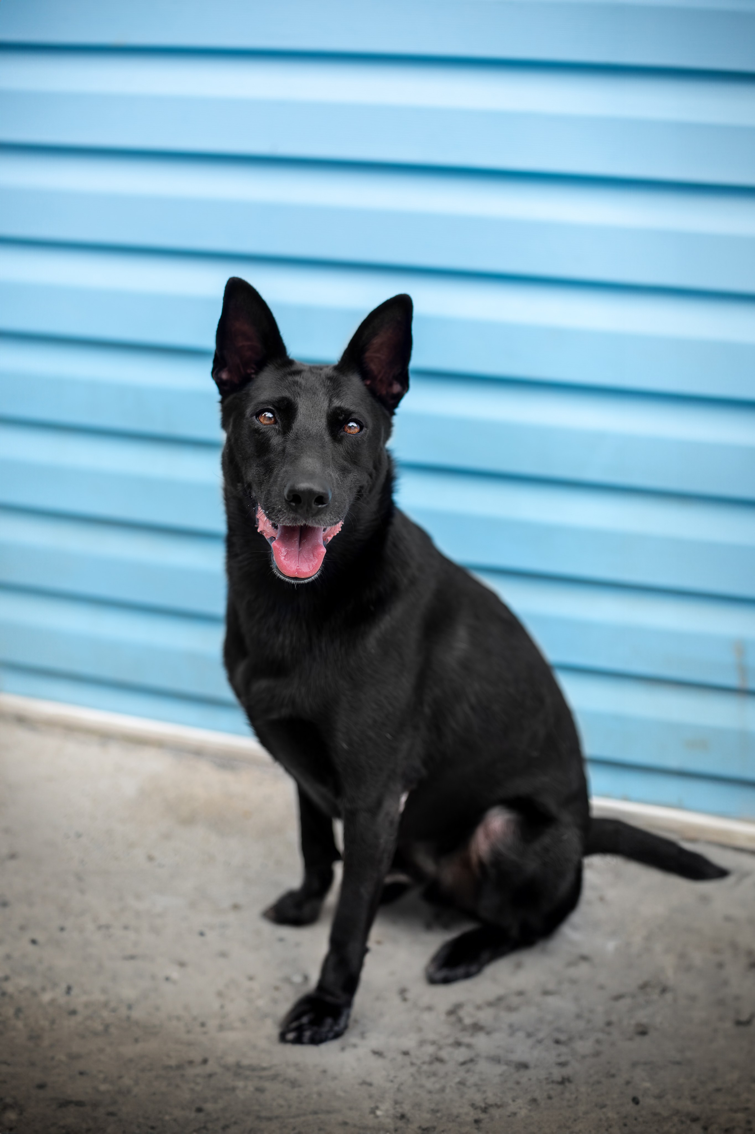 Мини-приют «Возрождение». Ирина Голомб|Фотограф-анималист в  Сочи и Калининграде