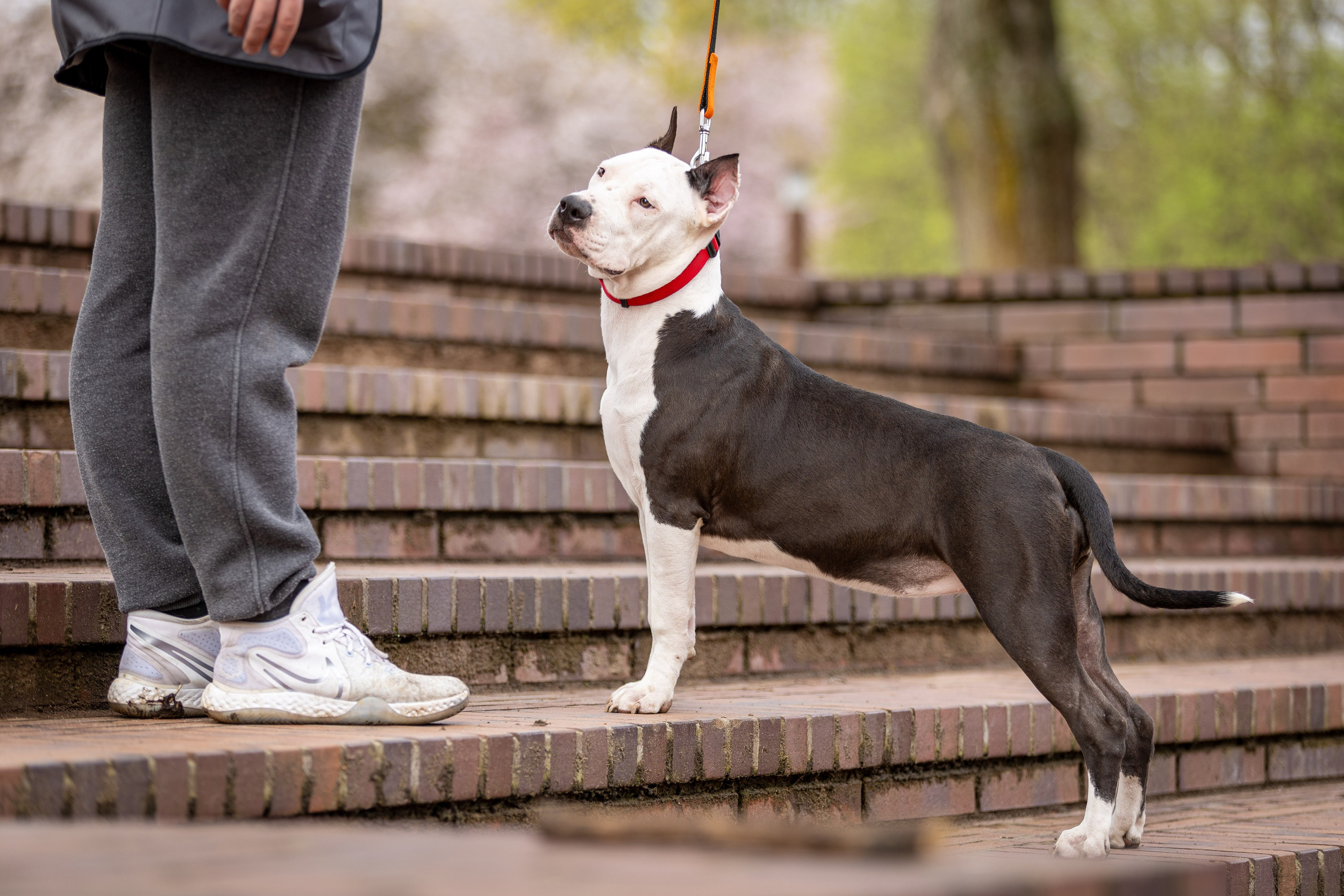 Афина и Мора, Стаффорды. Ирина Голомб|Фотограф-анималист в  Сочи и Калининграде