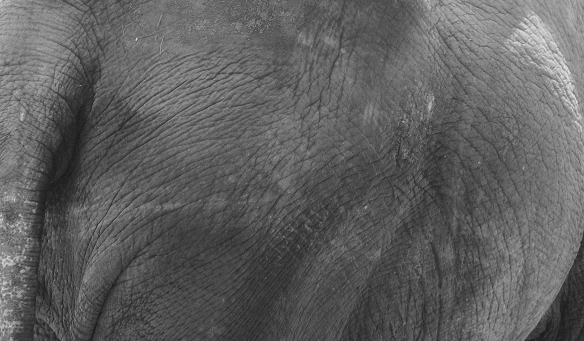 ПРЕГОЛЯ НЕ РЕКА. Художественная группа «Нежные Бабы»