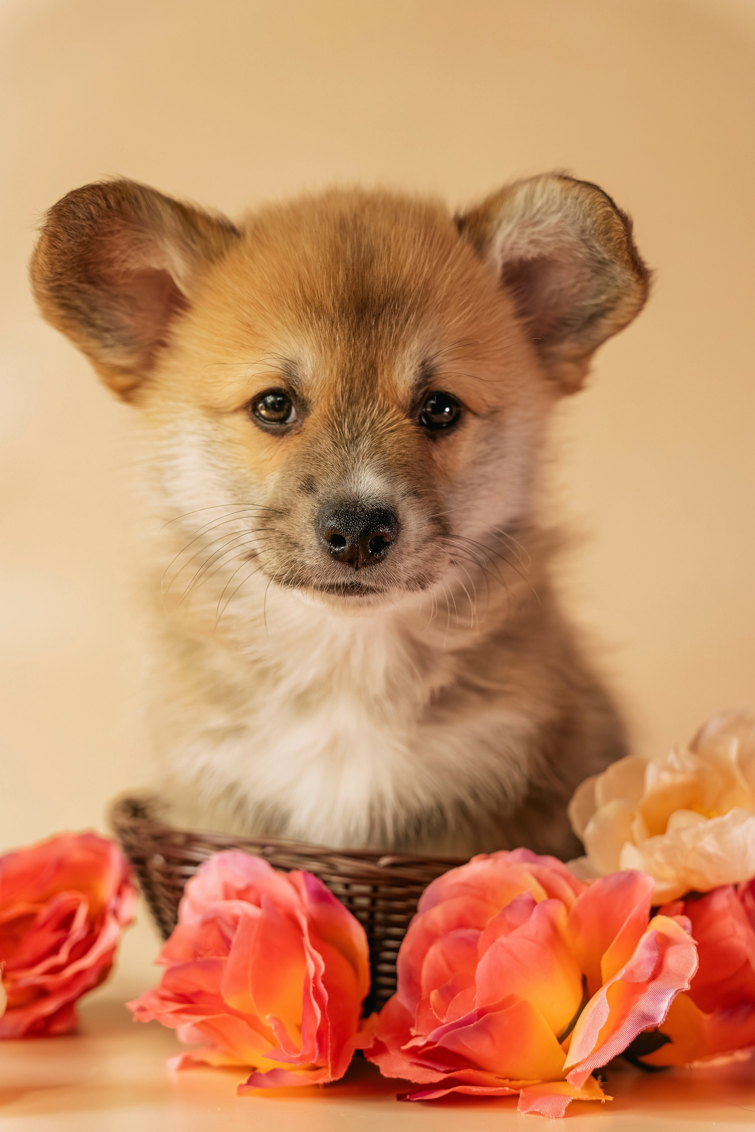 Щенки. Семейный фотограф анималист г. Находка