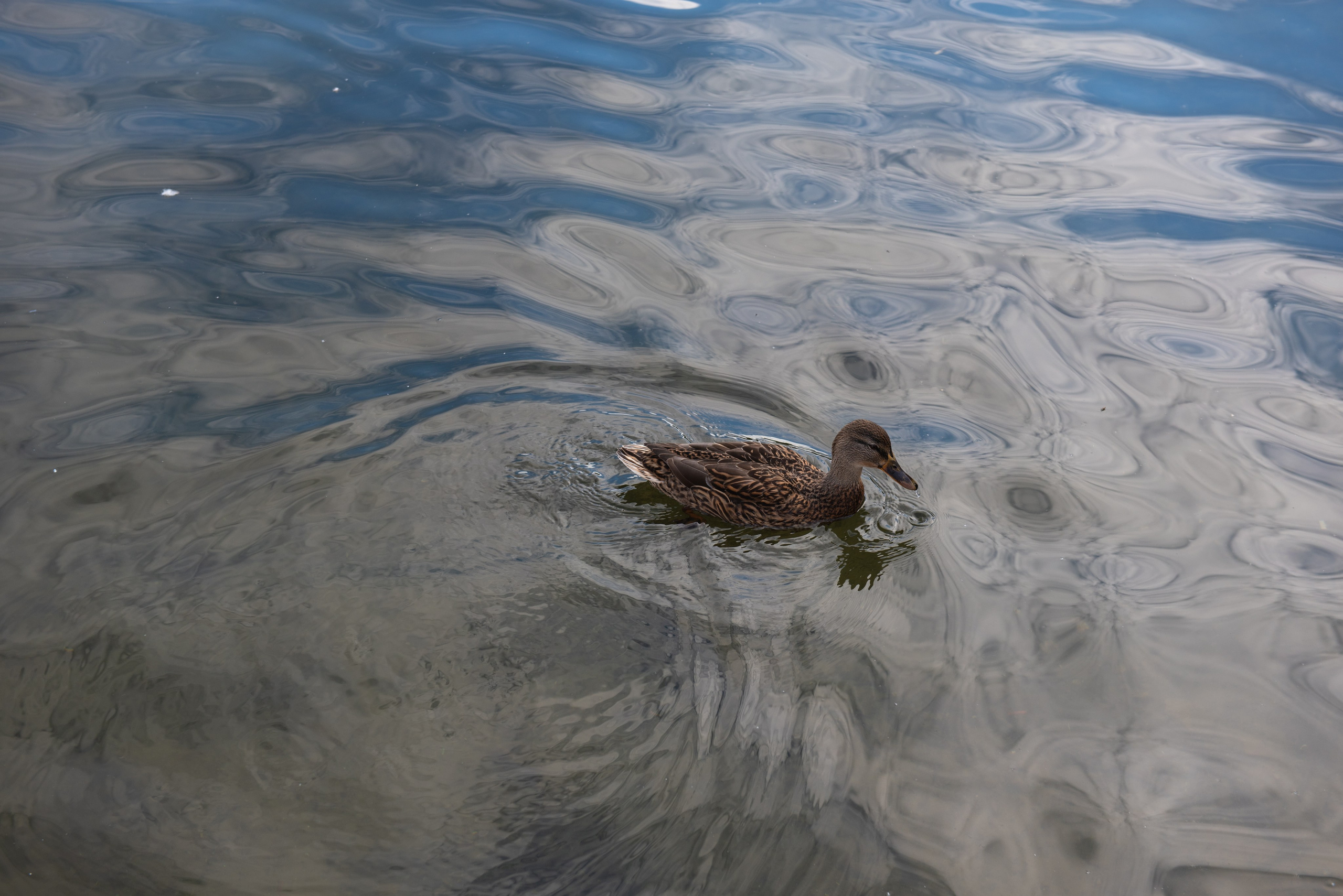 Изборск. Портретный и архитектурный фотограф в Москве и Санкт-Петербурге
