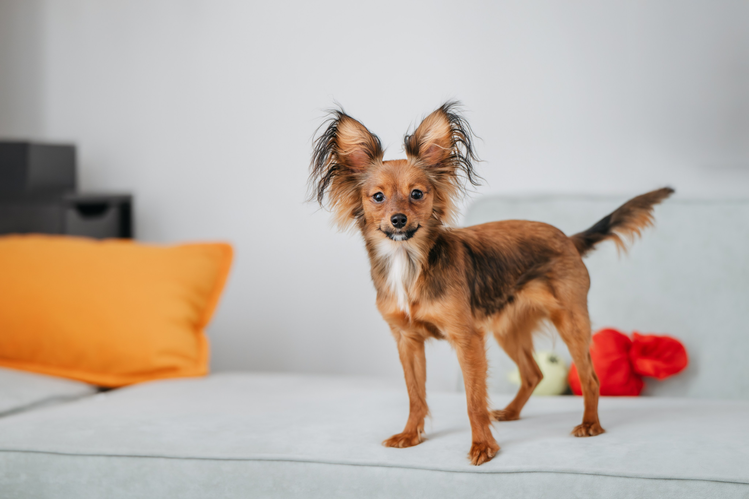 Домашняя съемка. Фотограф Анималист в Москве Анастасия Жучкова