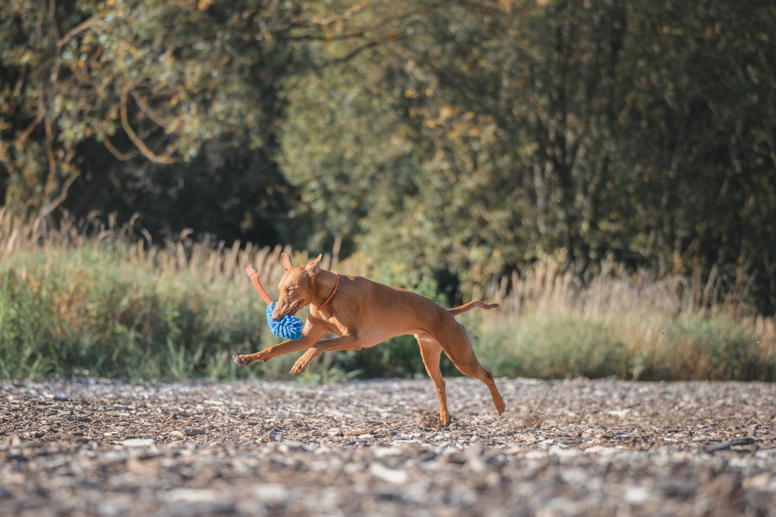 Чирнеко. Лесная прогулка. Фотограф Анималист в Москве Анастасия Жучкова