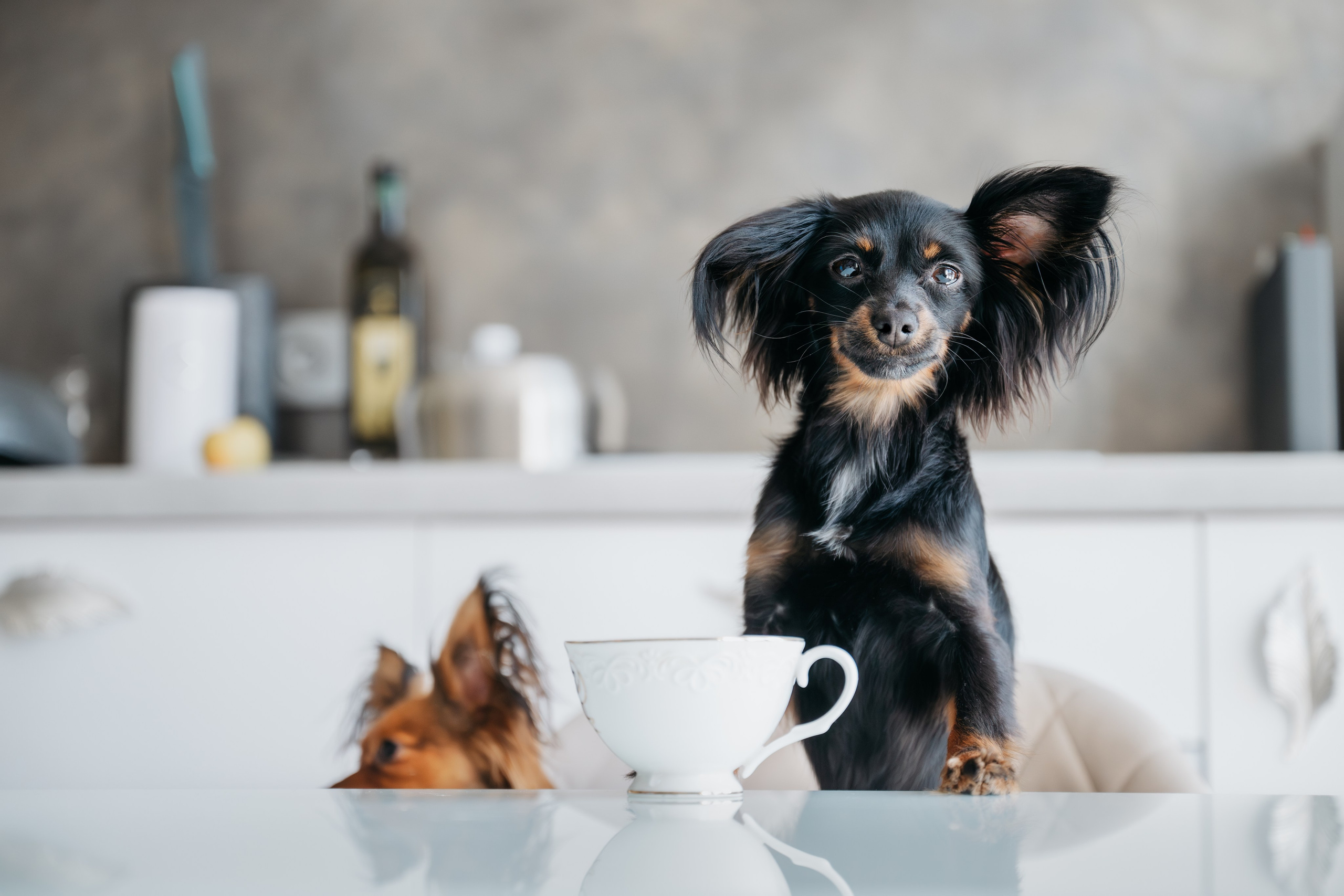 Домашняя съемка. Фотограф Анималист в Москве Анастасия Жучкова