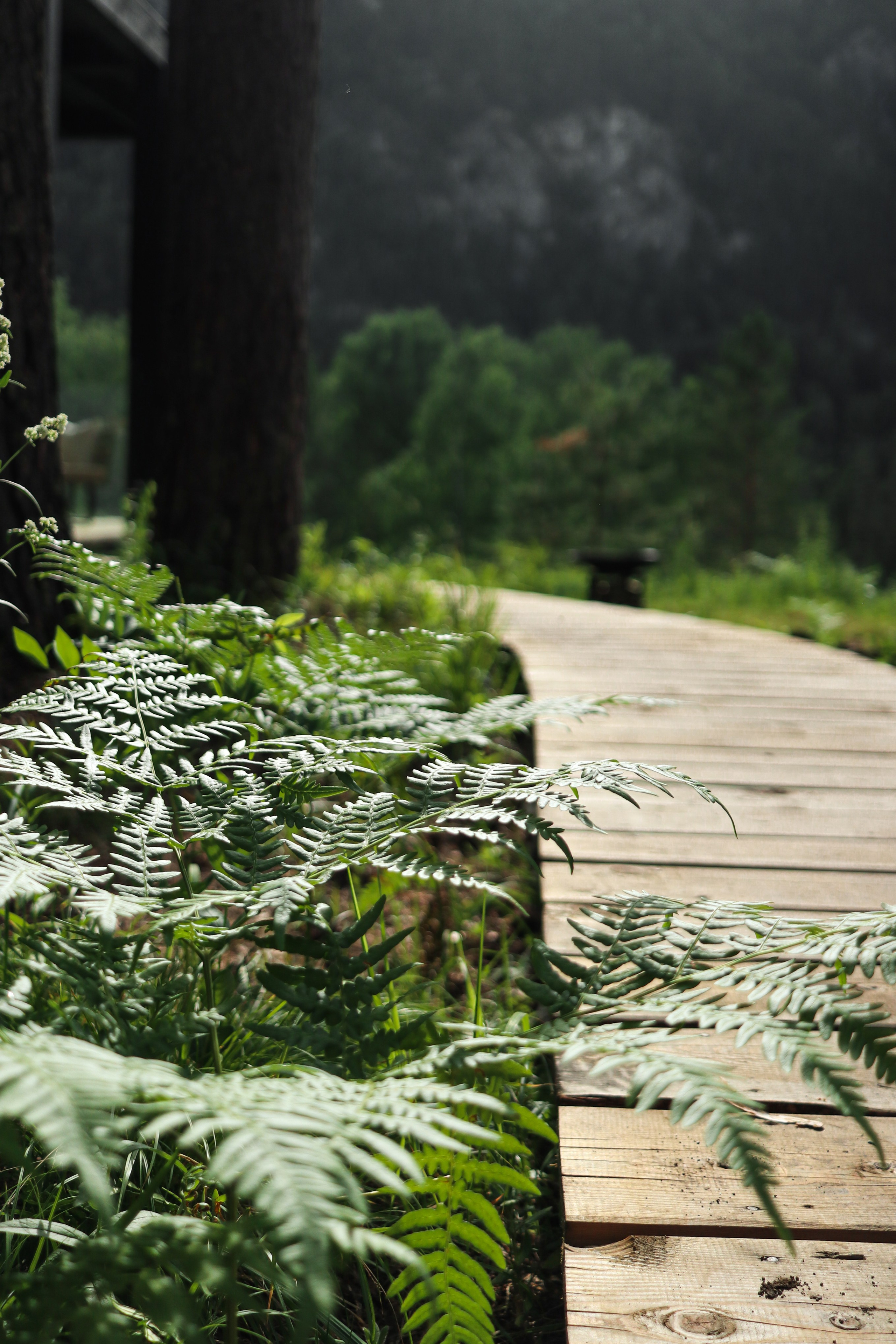 «Pinewood» парк-отель, респ. Алтай. Контент фотограф Дмитрий Борисов