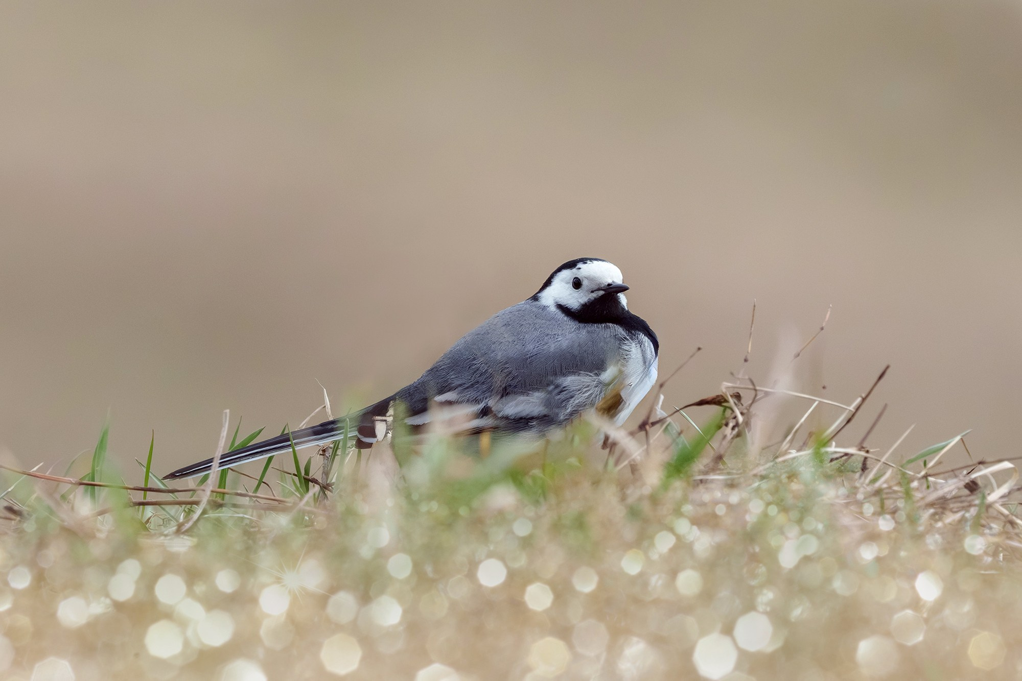 Удивительные мир птиц. Вокруг нас столько прекрасного — присмотритесь!. Ваш личный фотограф Марина Волкова