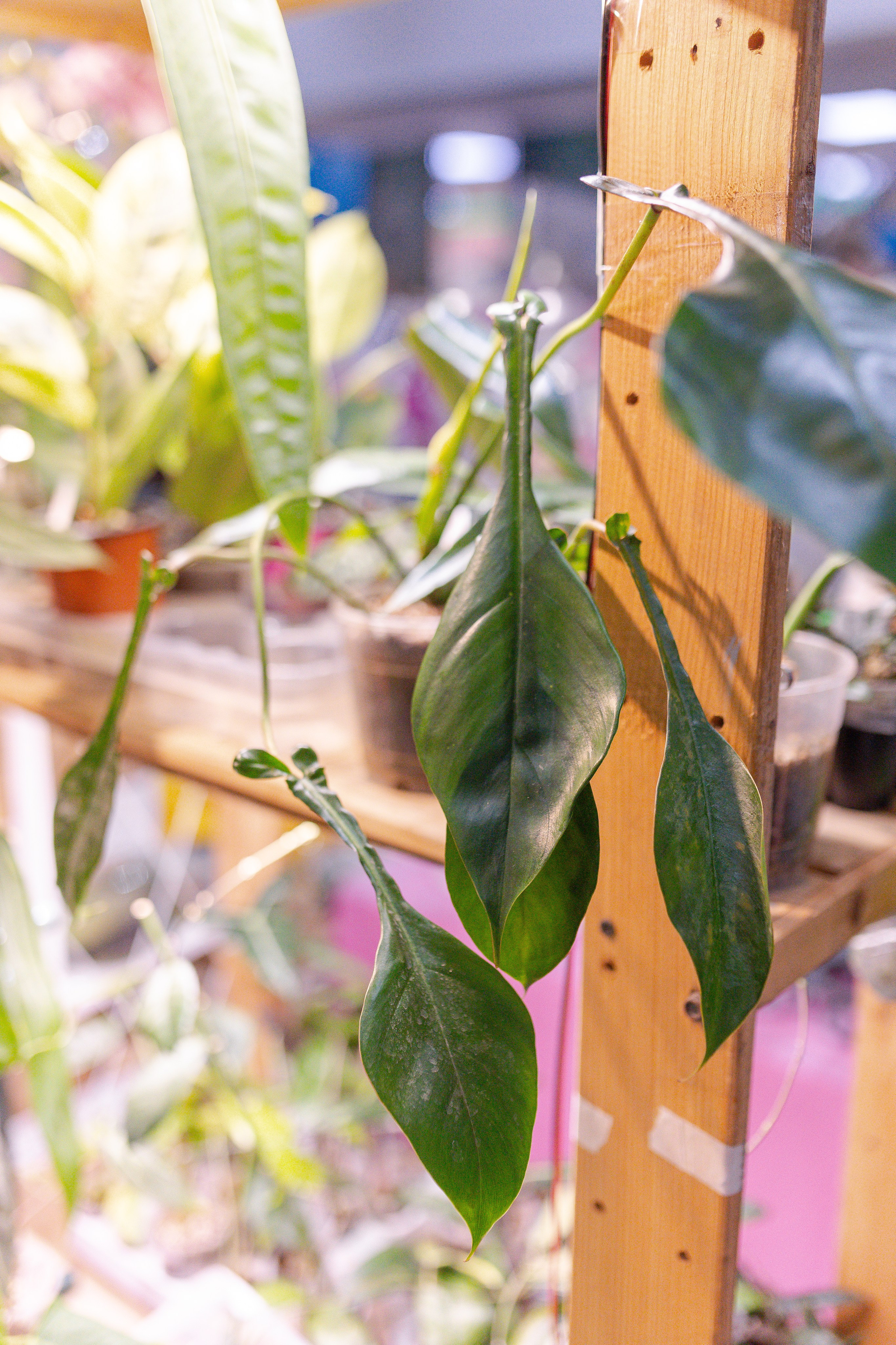 Орхидиум 12.2025. Александра Куликова фотограф, Москва