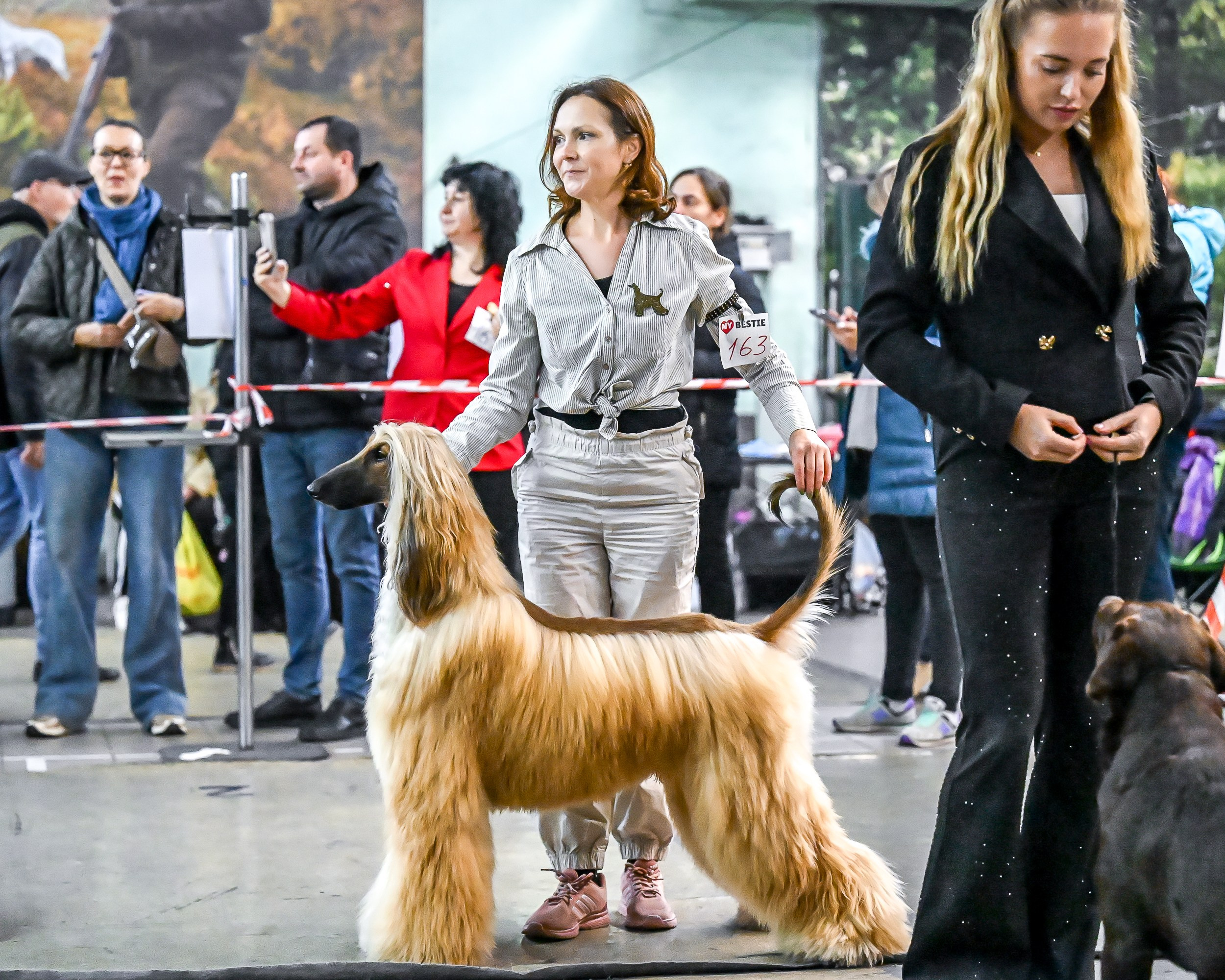 07.11.2025 Клуб Хобби. Галерея фотографий афганской борзой