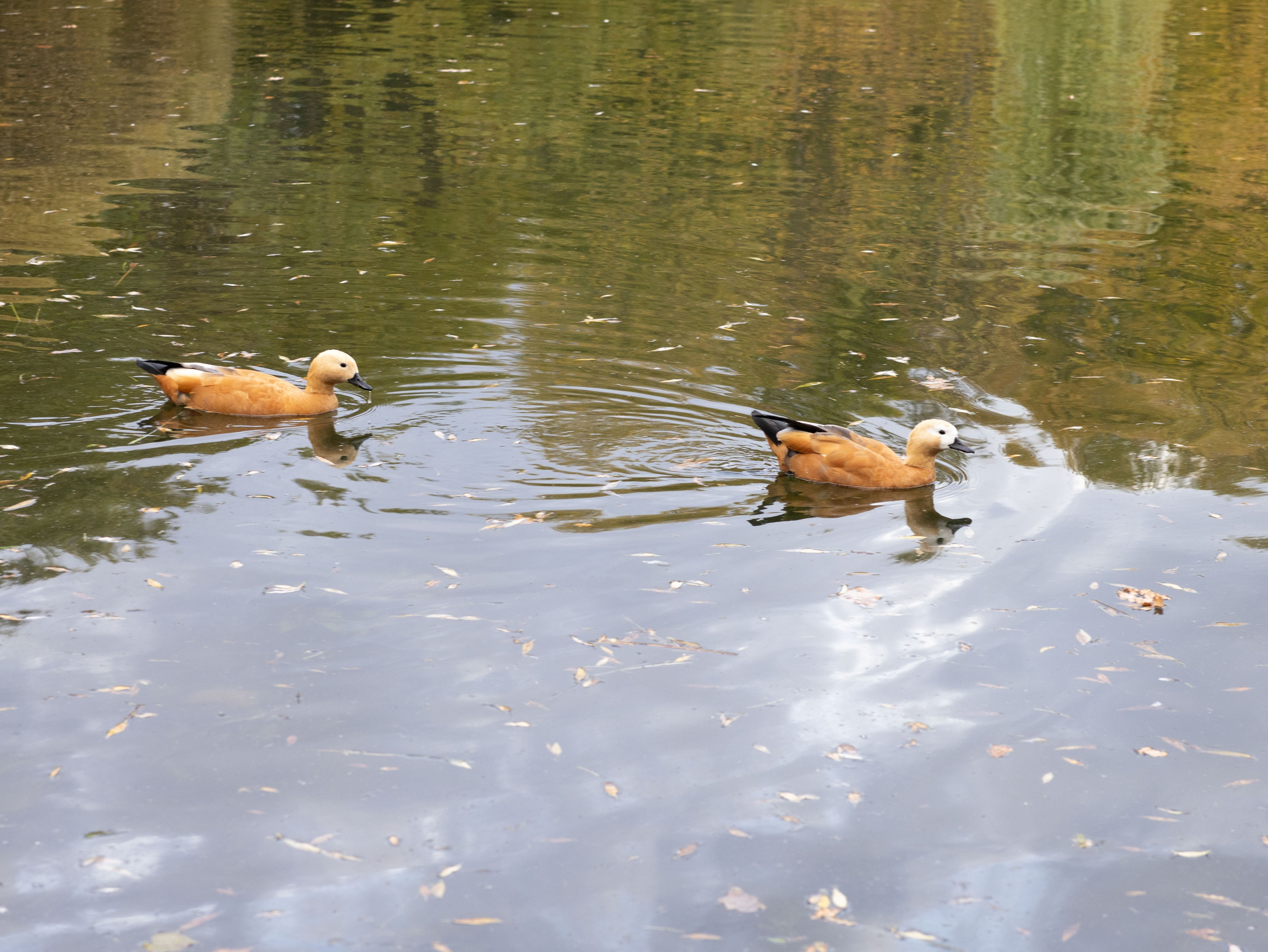 Осенние прогулки. Мария Жук — свадебный и репортажный фотограф в Москве