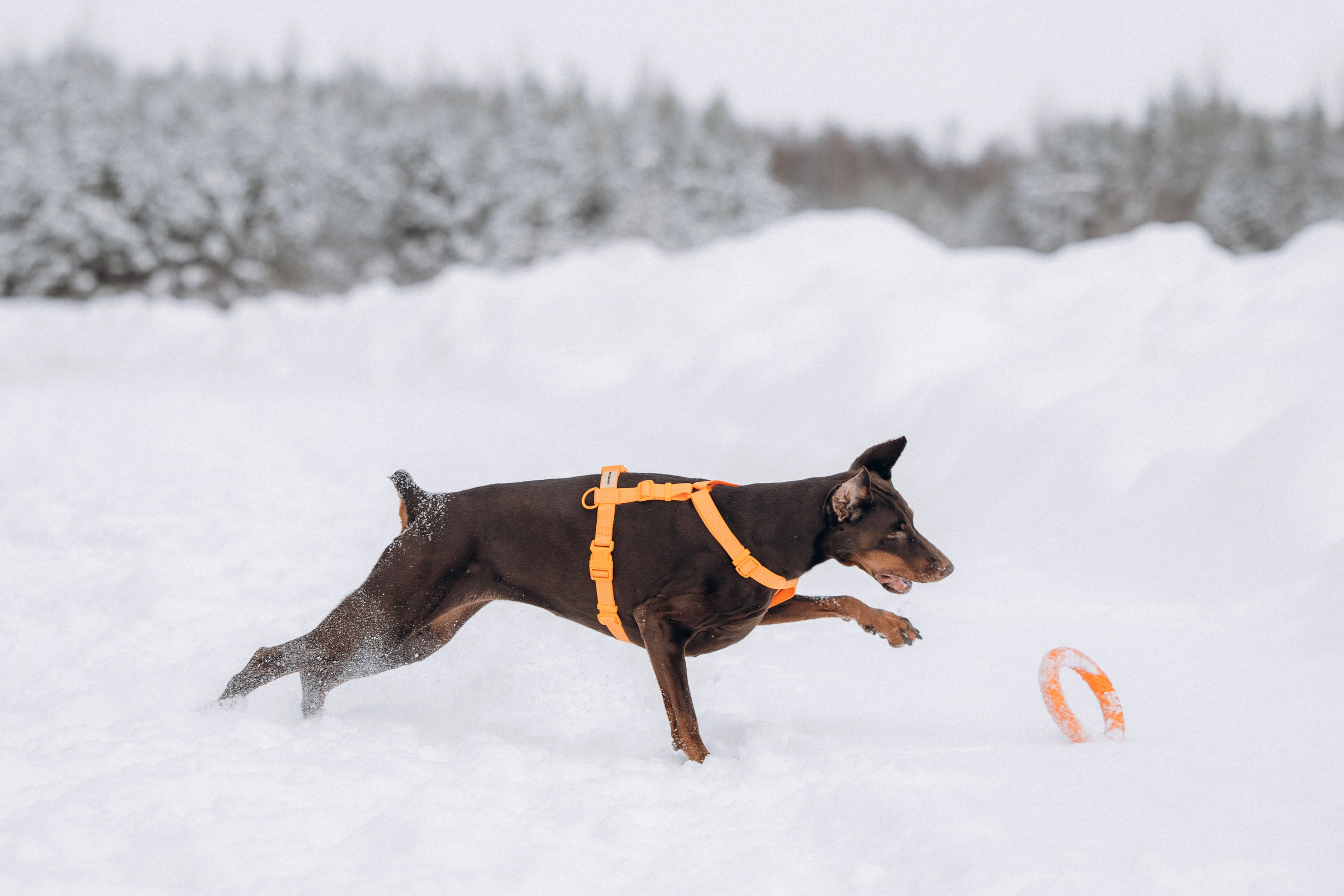 Детта. Зима. Фотограф анималист в Казани Алина Сулейманова. Фотограф животных