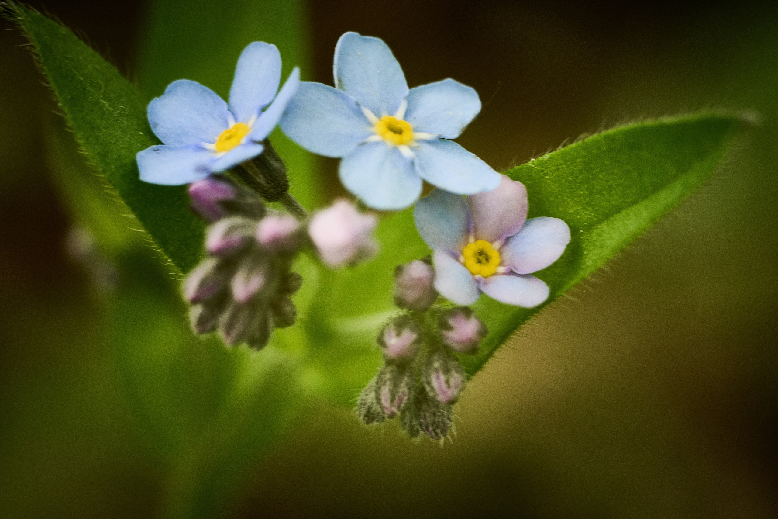 Фотографии цветов. Фотограф Роман Адлер. Полевые цветы. Весенние цветы фото 