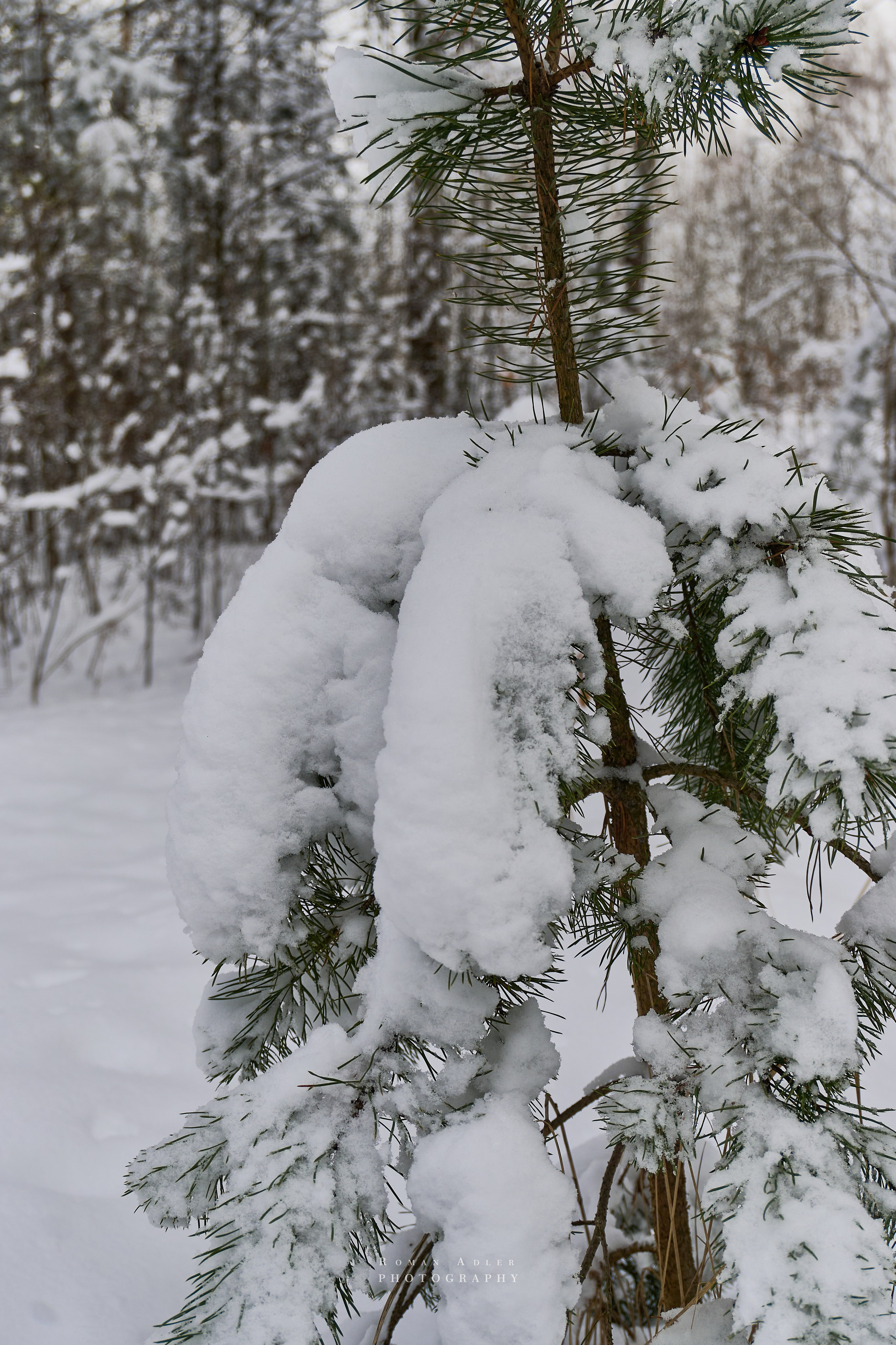 Апрельский снег. Москва 2025. Фотограф Роман Адлер